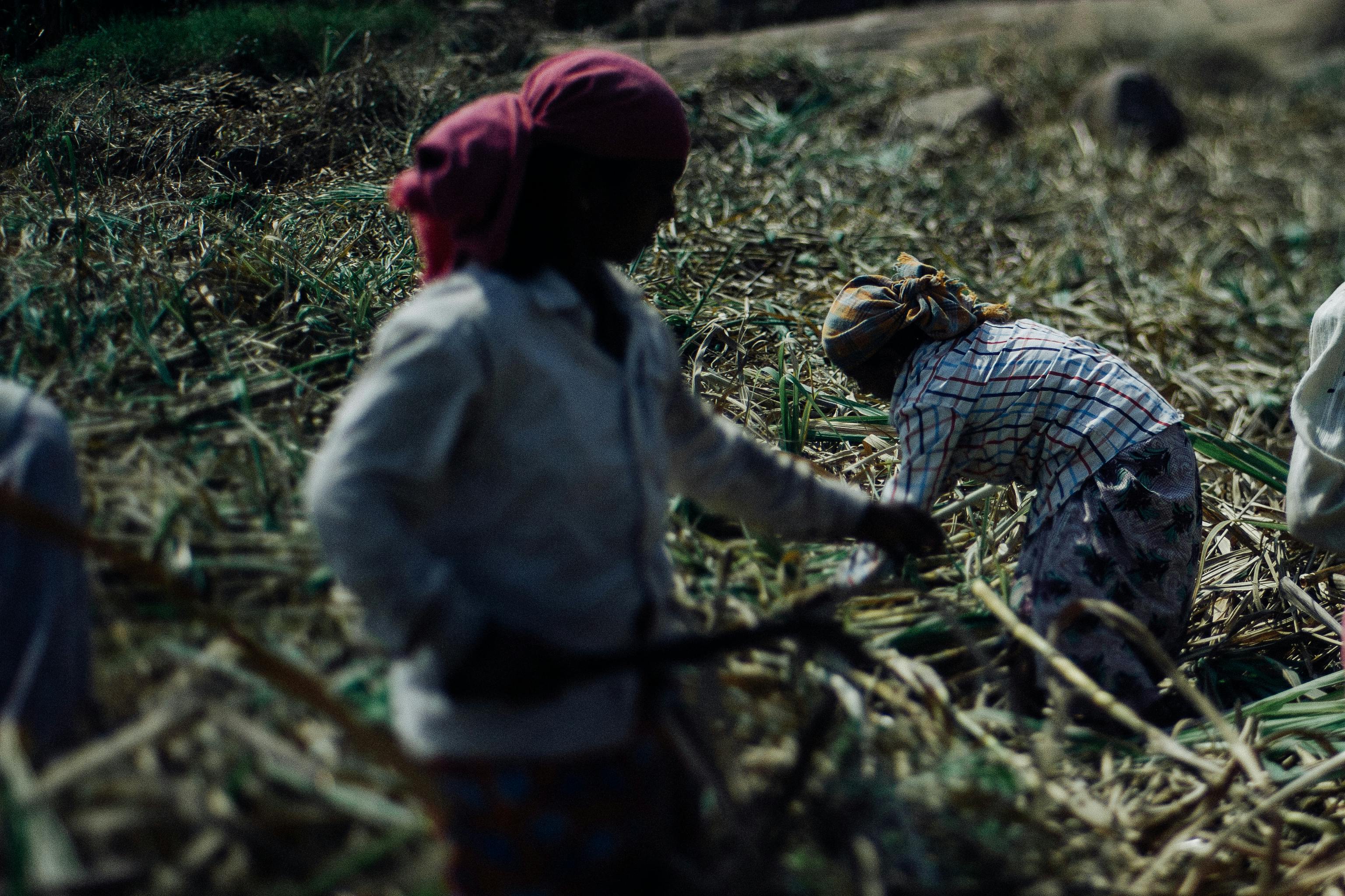 Livestock Ministry, World Bank, and AfDB Partner for Climate Action in Nigeria's Animal Agriculture Sector