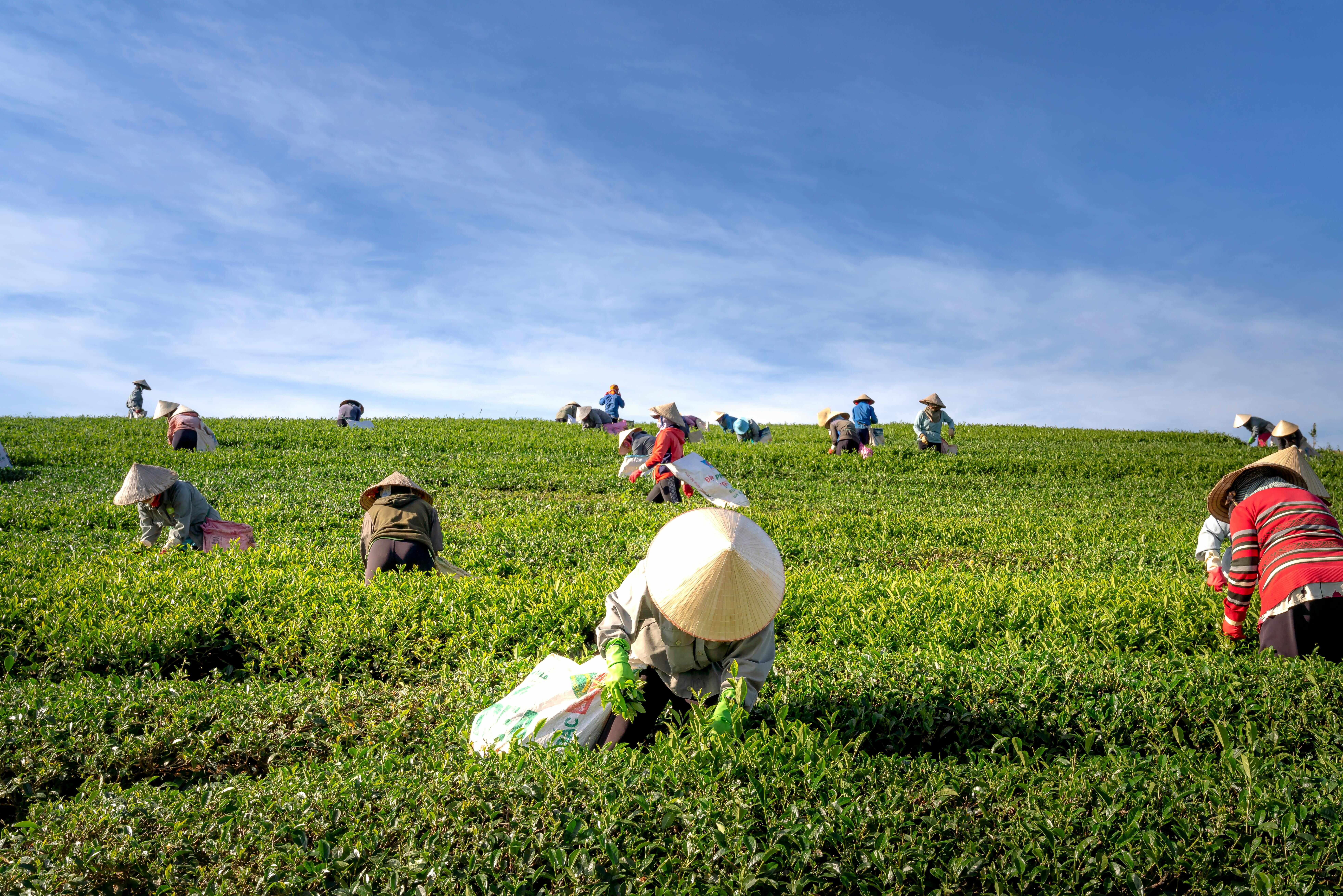 AfDB Approves $200 Million Loan to Scale Up Nigeria's Agricultural Transformation