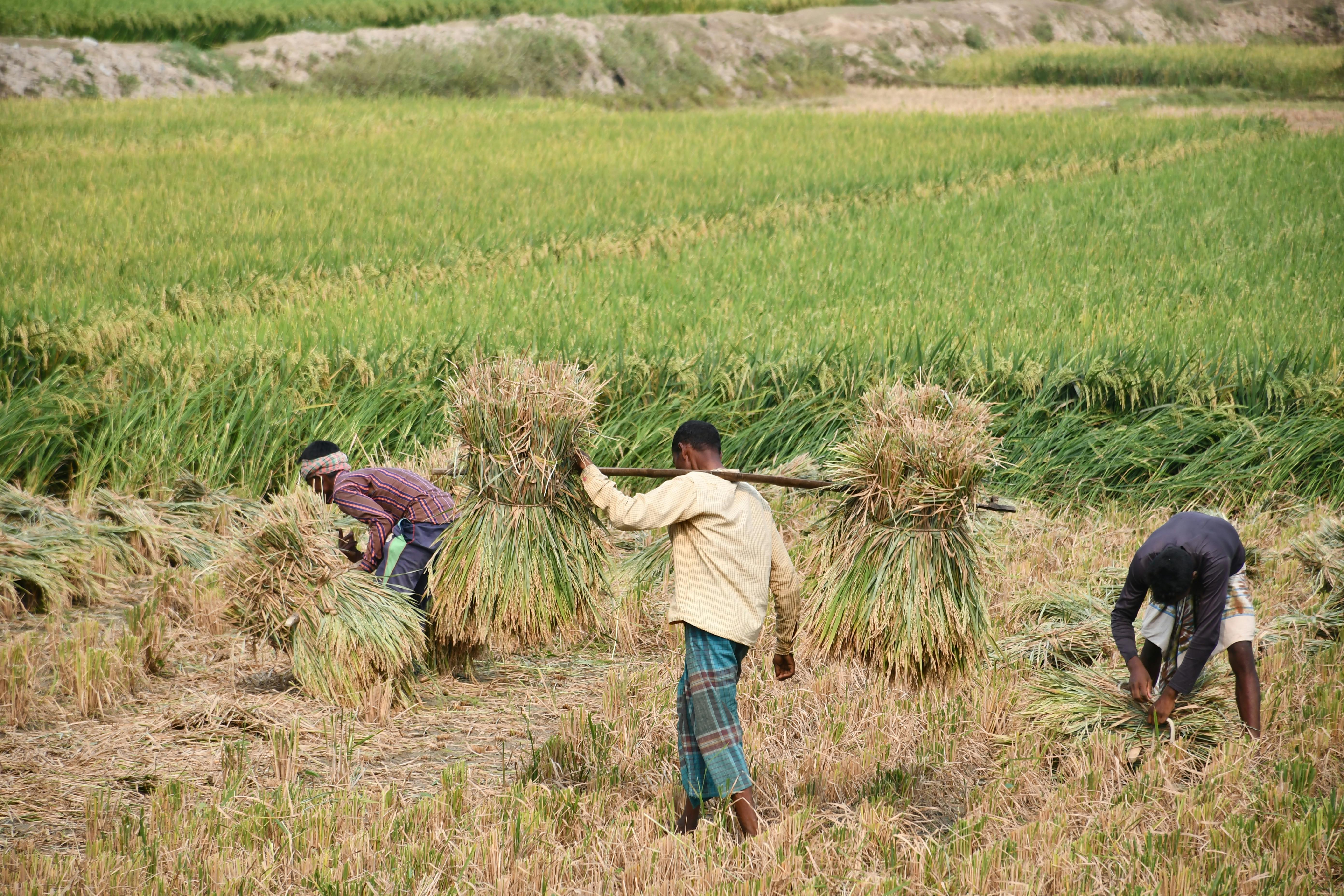 NiMet Tells Abia Farmers Exactly When to Plant in 2026 — And What It Means for South-East Food Prices