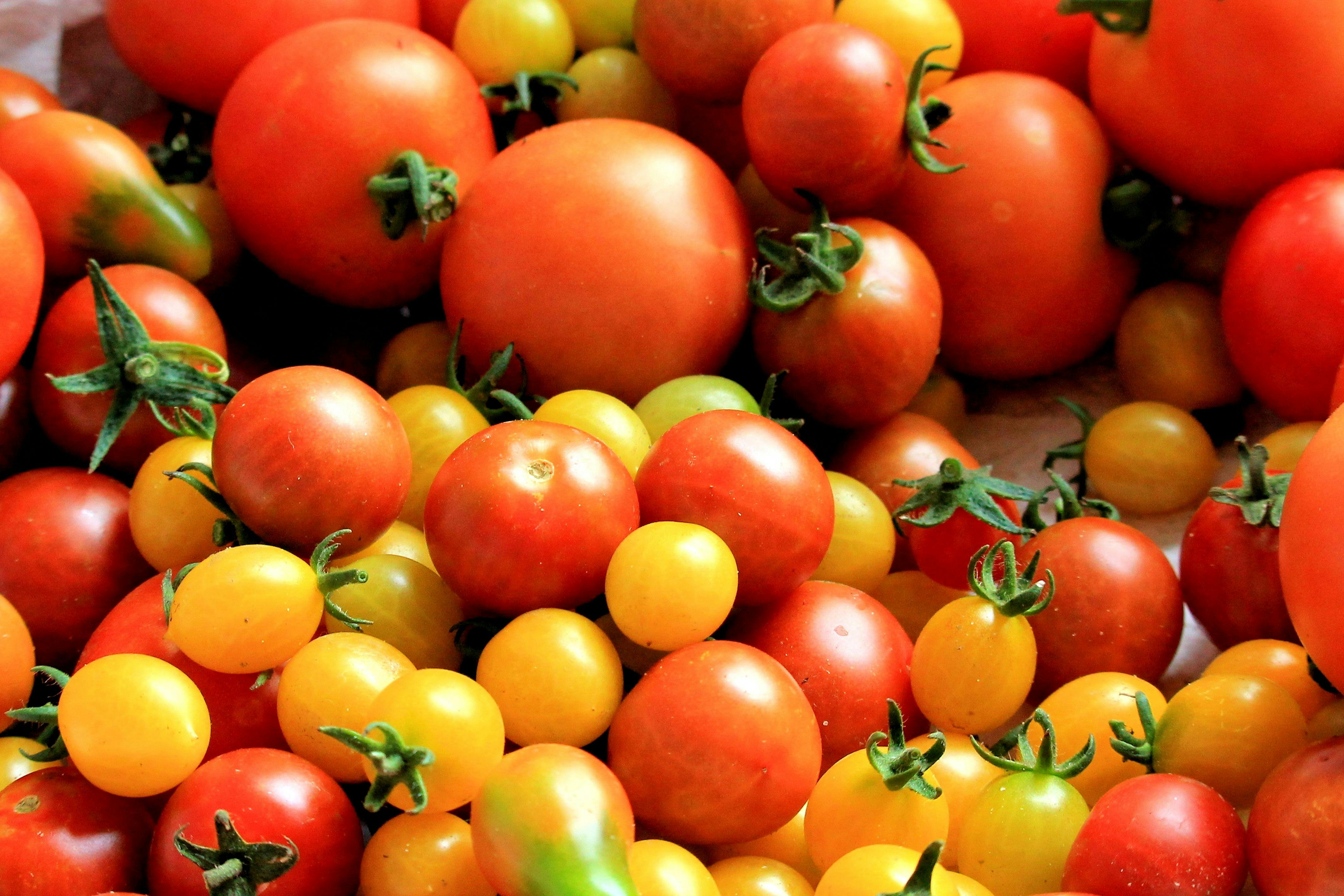 EXCLUSIVE: Tomatoes Crate Prices Show Shocking 150% Gap — ₦10,000 vs ₦25,000 Across Lagos Markets