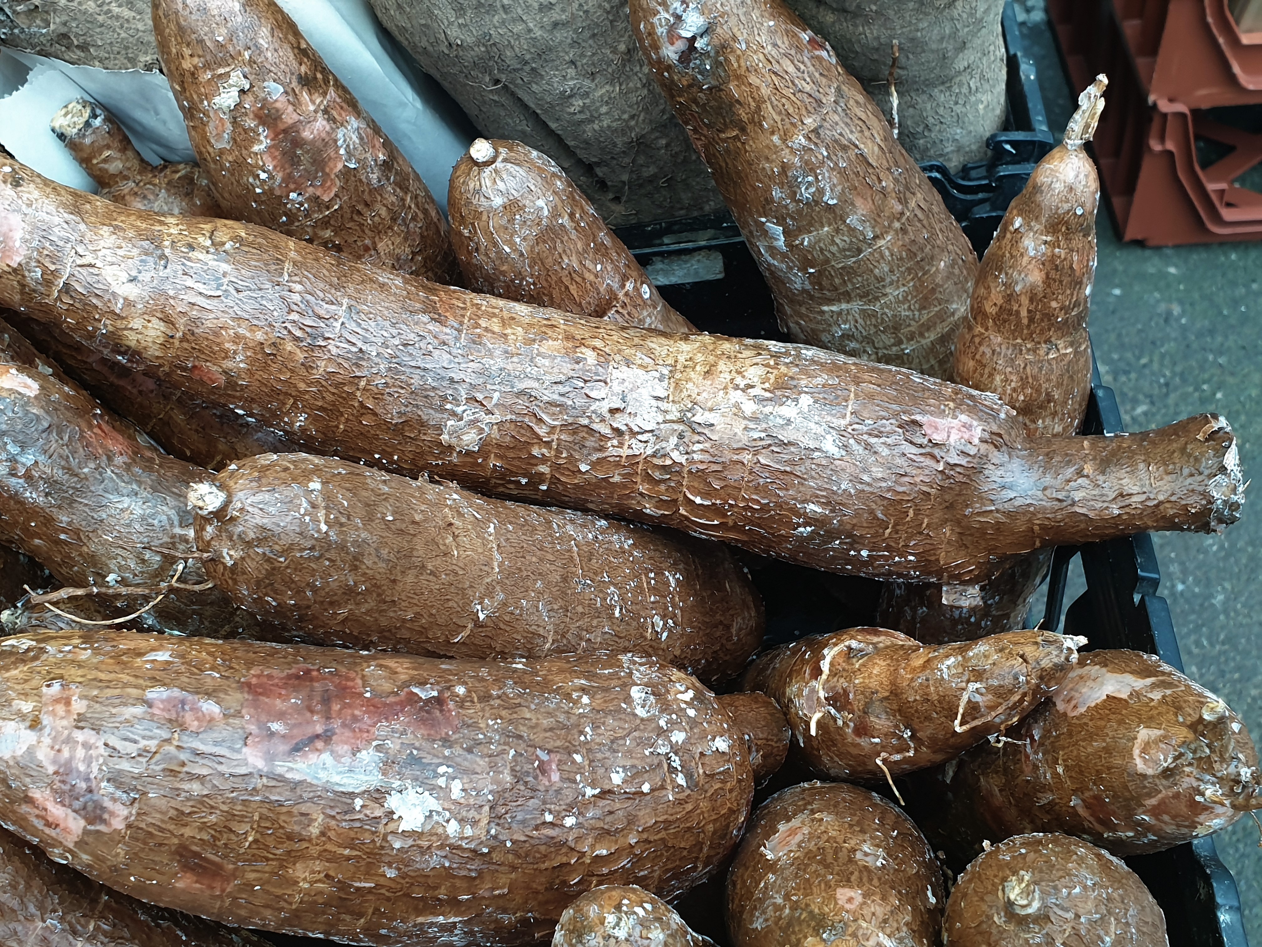 Ipaja Market Specialty Grains Report: Dry Cassava at ₦16,000, Plantain Flour at ₦24,000 — The Alternative Staples Only Alimosho Is Tracking