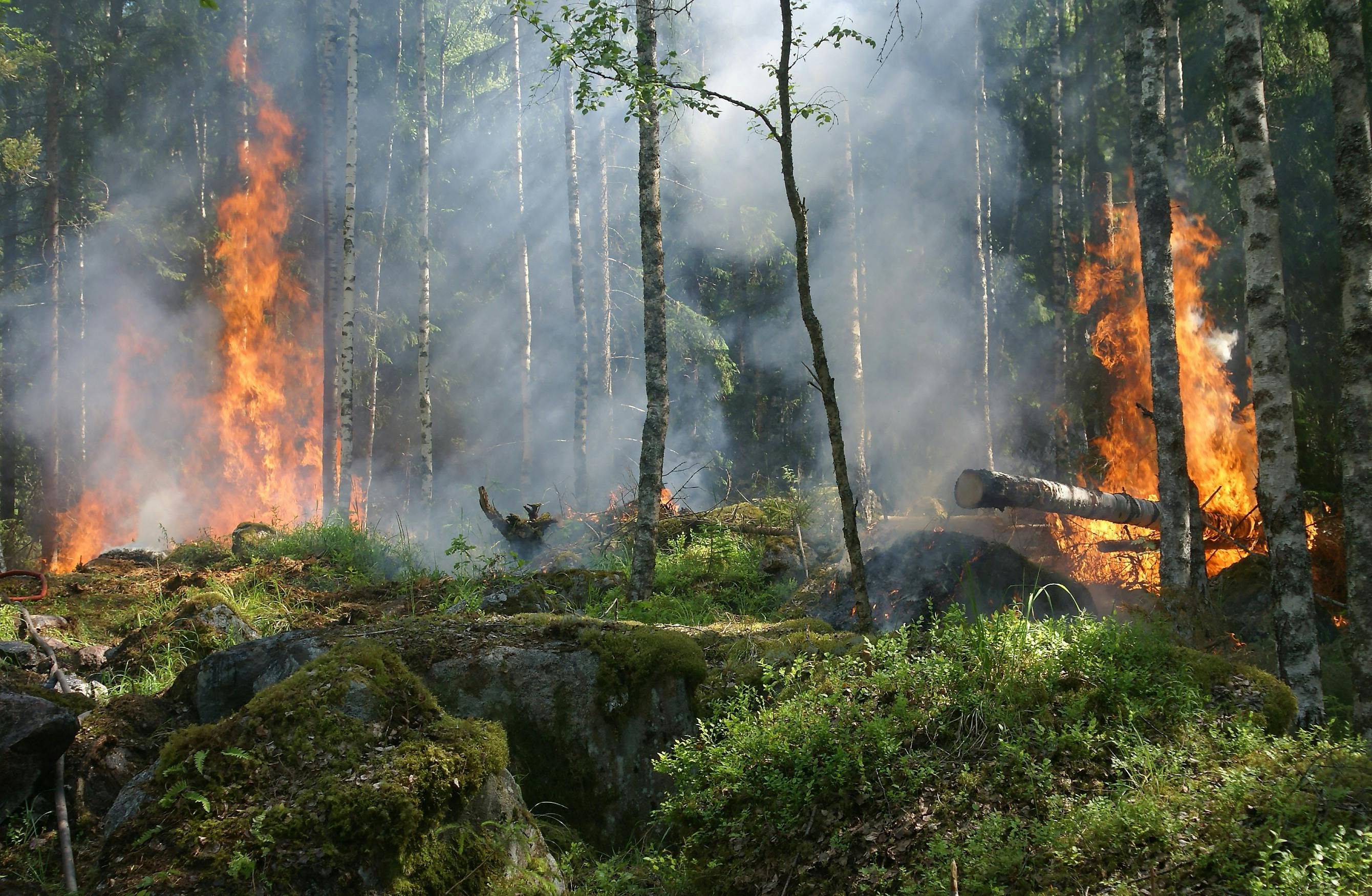 Wildfires Scorch Over 300,000 Acres Across Oklahoma and Kansas, Threatening Cattle Country