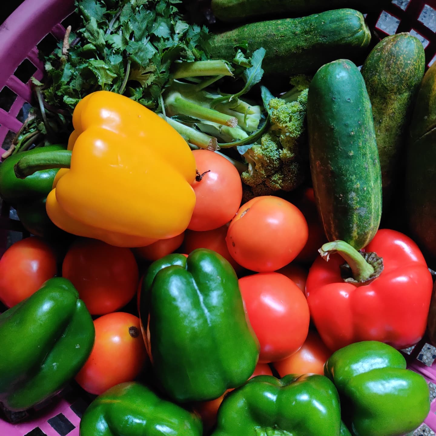 Ipaja Market Fresh Produce Report: Tomatoes at ₦8,000 Per Rubber, Yam ₦3,000–₦5,000, Onions and Irish Potato Debut on FoodPrices
