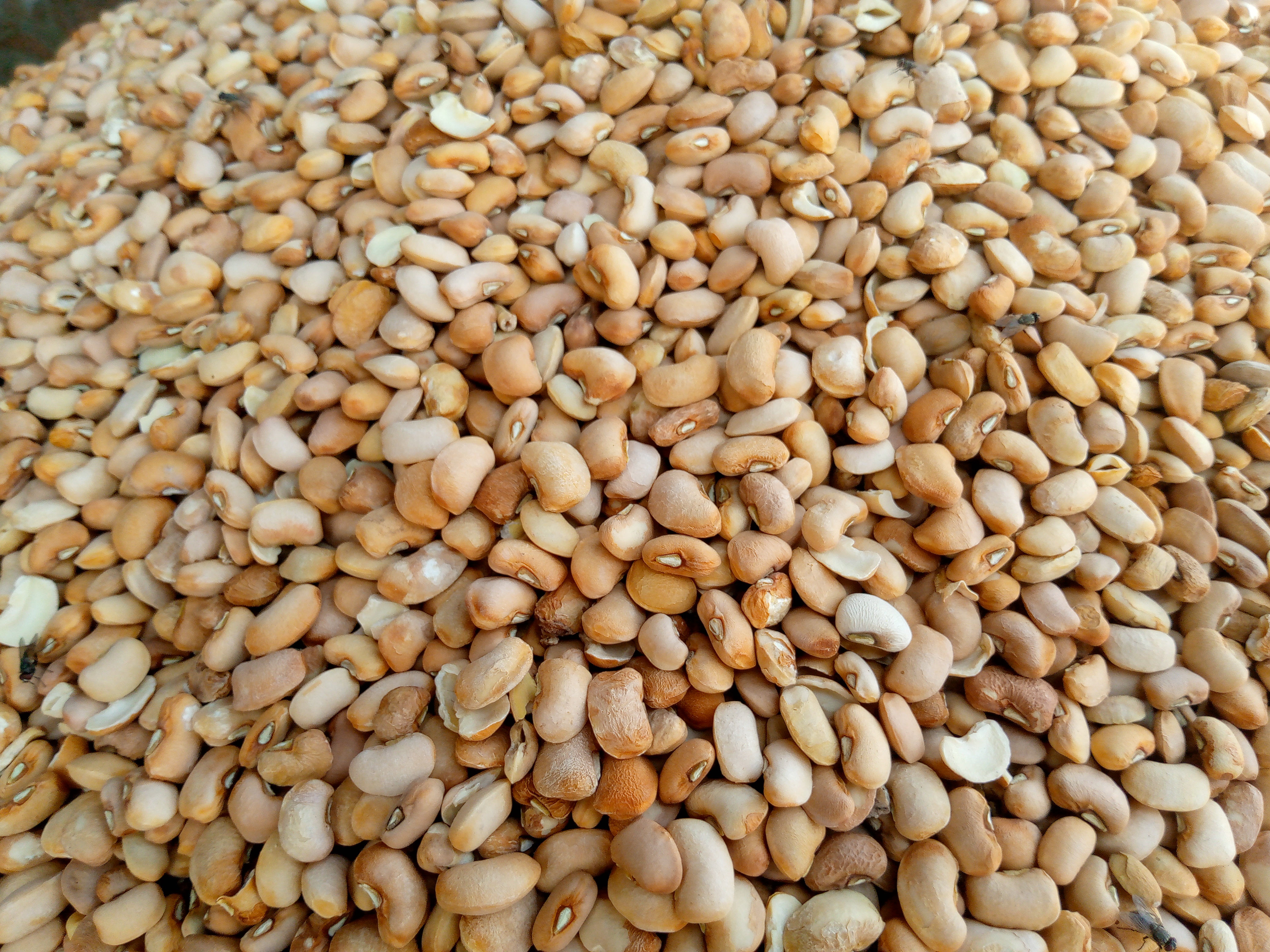 Lagos Cross-Market Price Intelligence: Ayobo Cheapest for Rice, Lekki-Jakande Most Expensive for Beans — Where to Buy What This Week