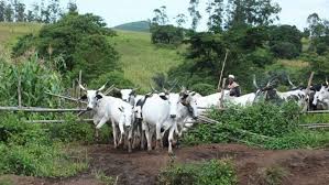 Plateau Farmers and Herders Sign Peace Deal — But a Collapsed Truce in Katsina Shows What's Really at Stake for Food Prices