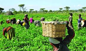 AfDB Approves $200 Million Loan to Boost Climate-Smart Agriculture and Food Production in Nigeria