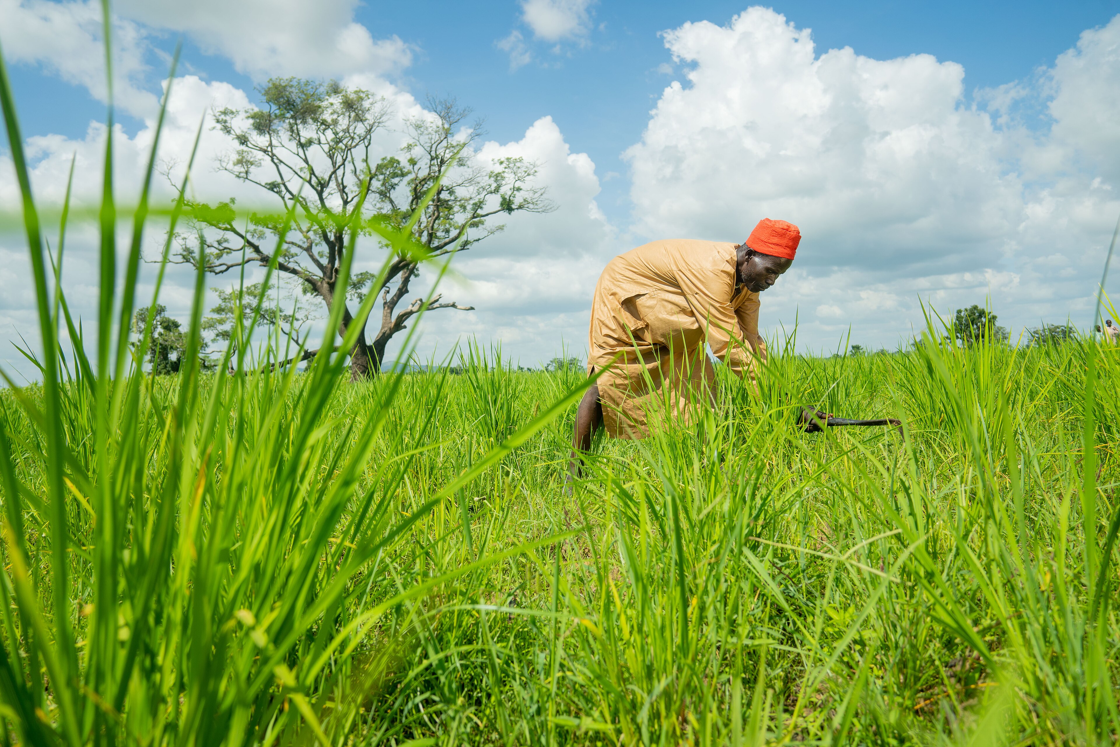Nigeria's Farm Exports Lean on Five Crops