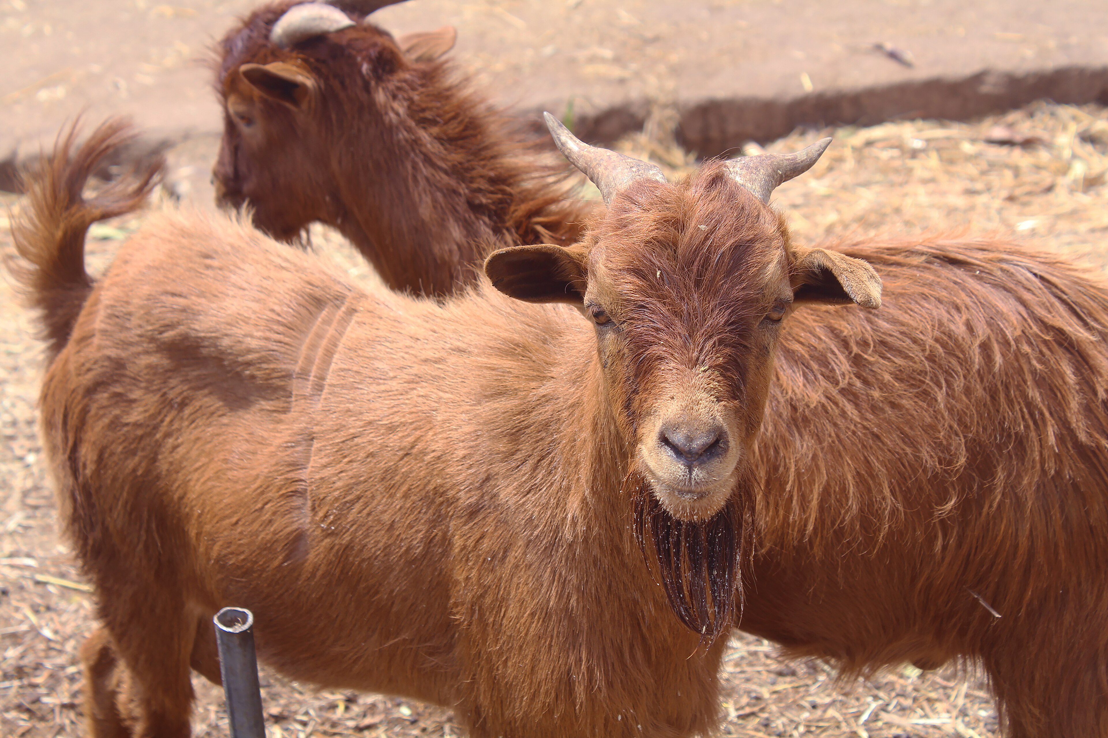Africa's Biggest Goat Herd Falls Short