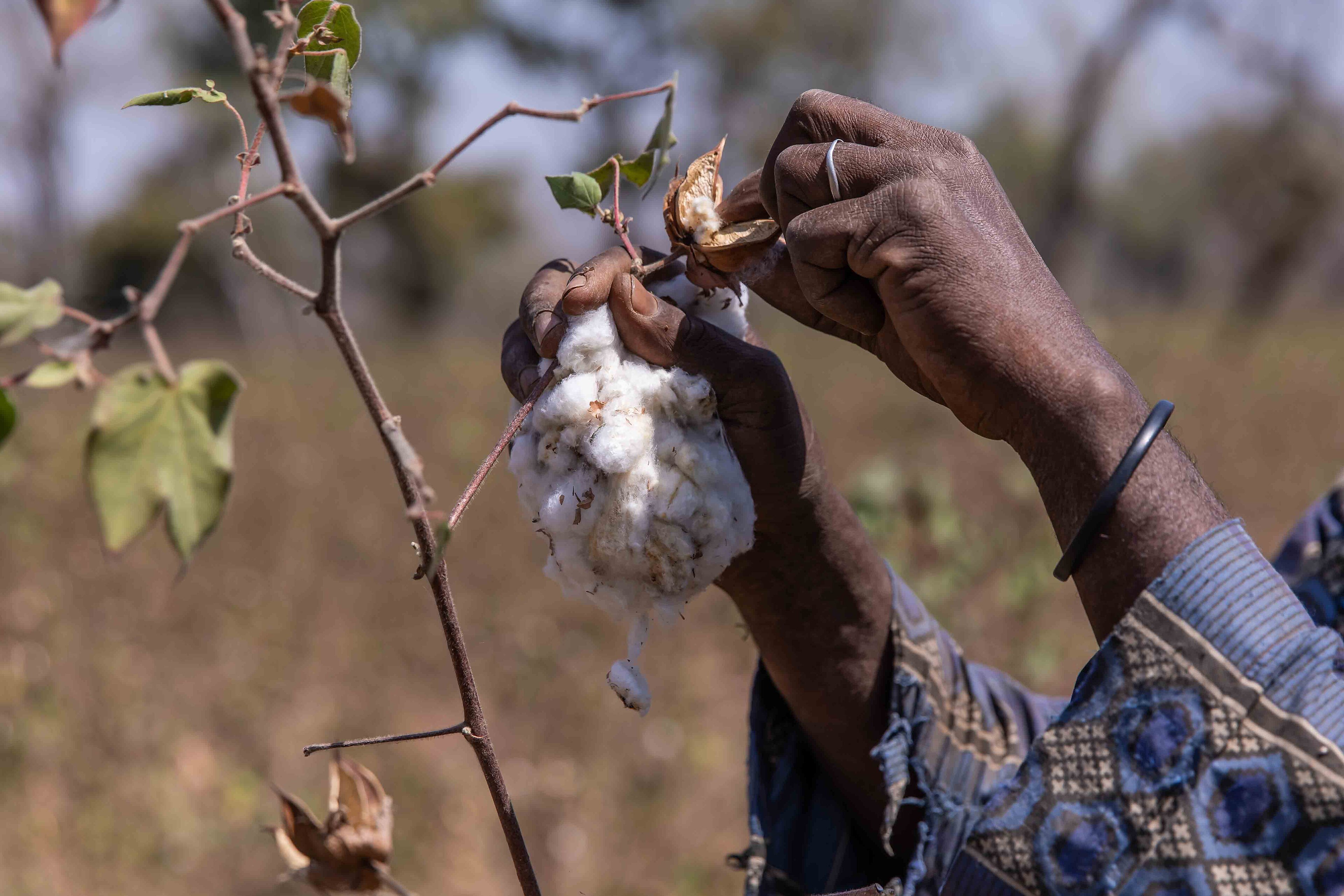 Nigeria Replants Its Cotton Dream