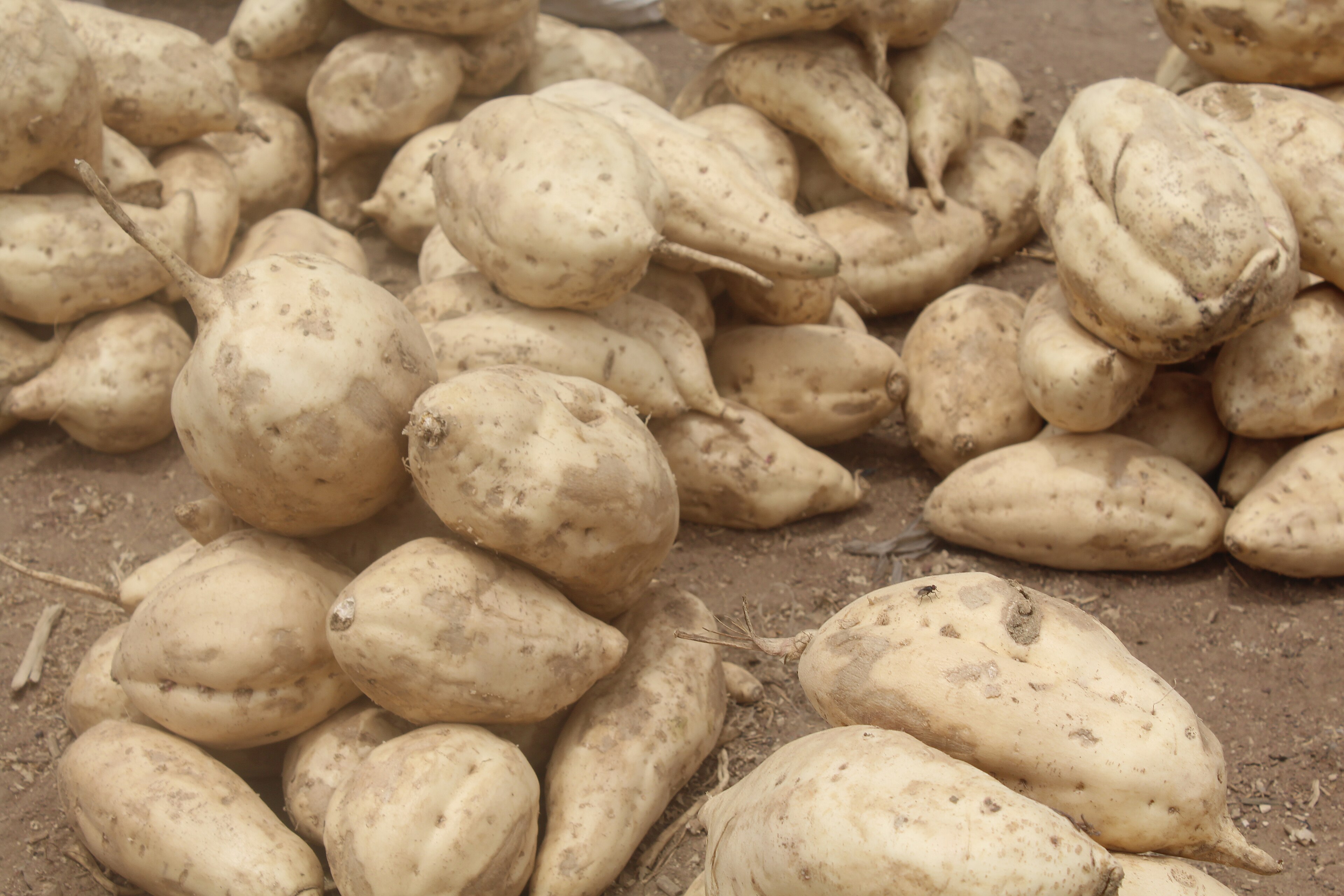 Sweet Potatoes Hold at ₦790 Per Kilogramme