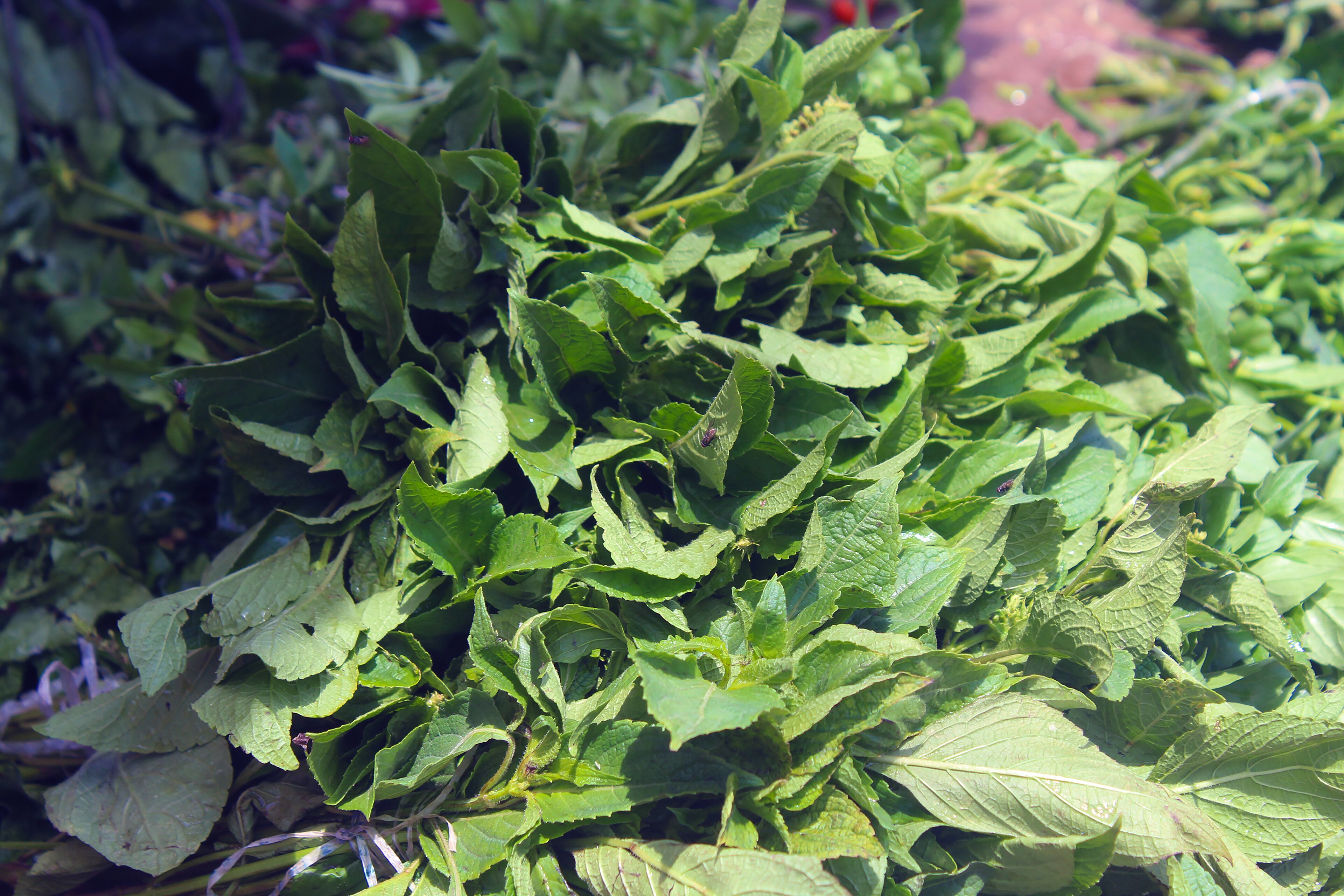 Flooding Reshapes Lagos Leafy Vegetable Supply