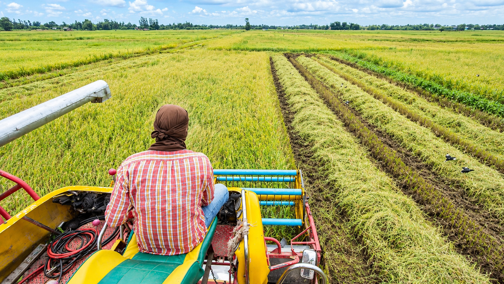 Growing Rice Now Costs ₦2.3m a Hectare