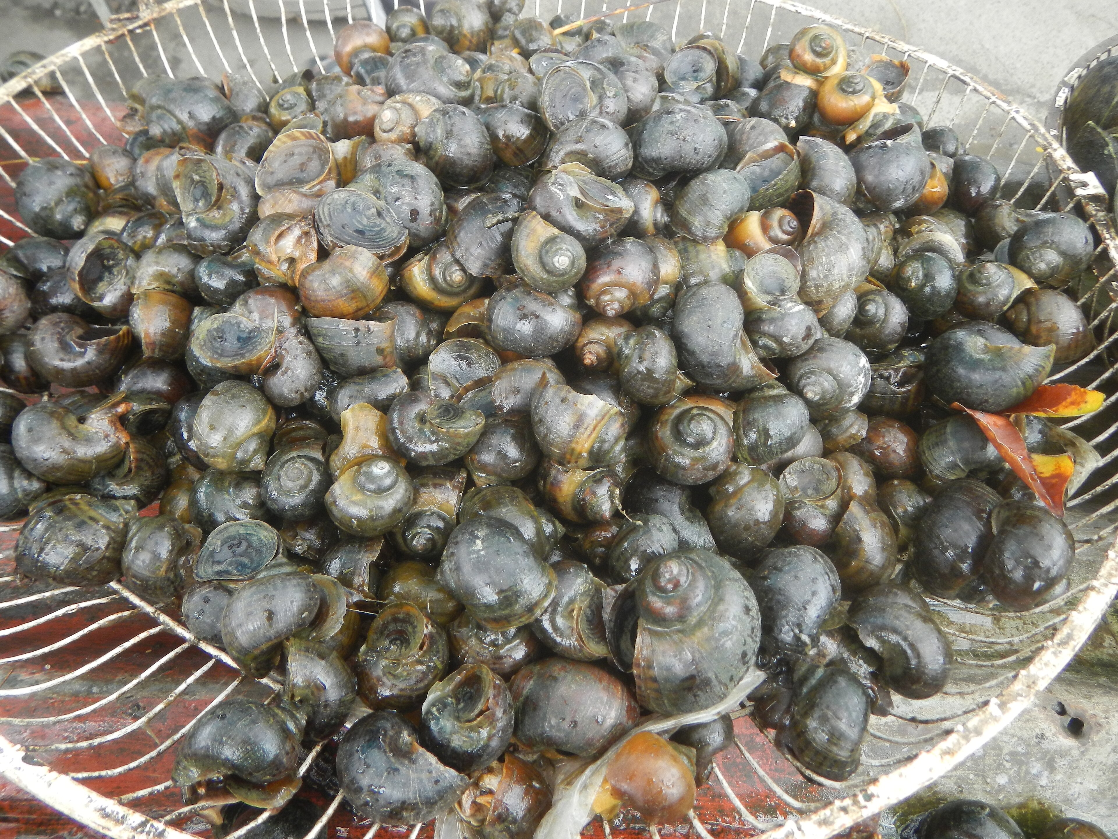 Nigeria Gathers Shellfish but Won't Farm It