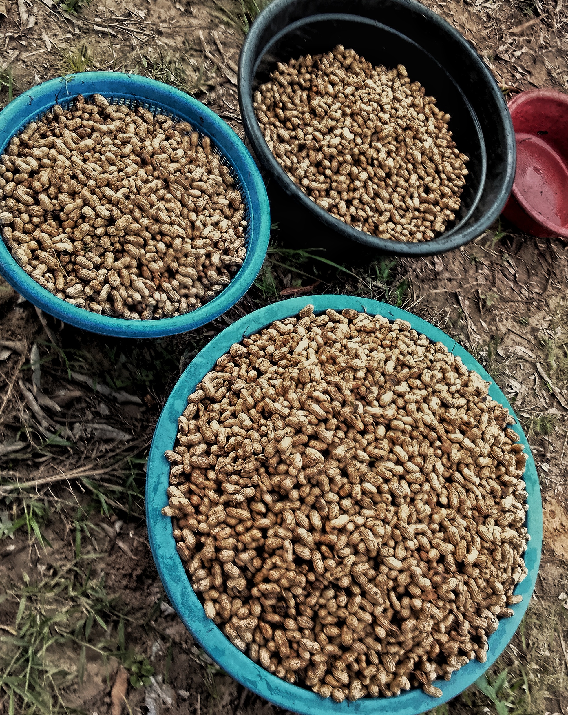 The Legumes Nigeria Keeps Overlooking