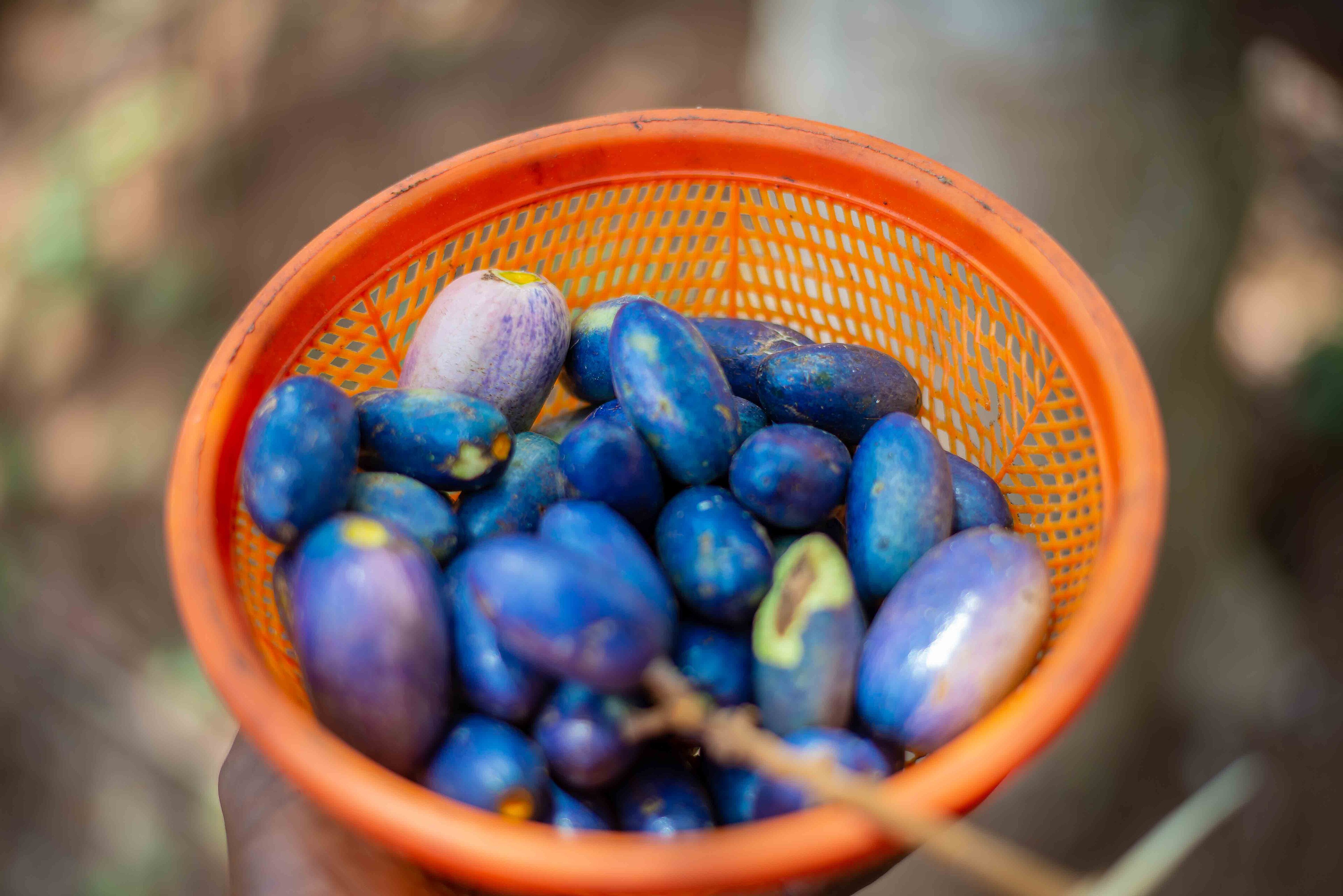 Nigeria's Butter Pear Waits for Value