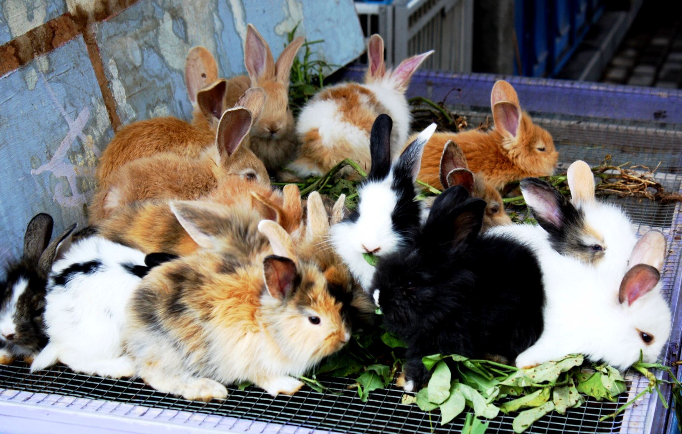Rabbit Meat Nibbles at the Protein Gap