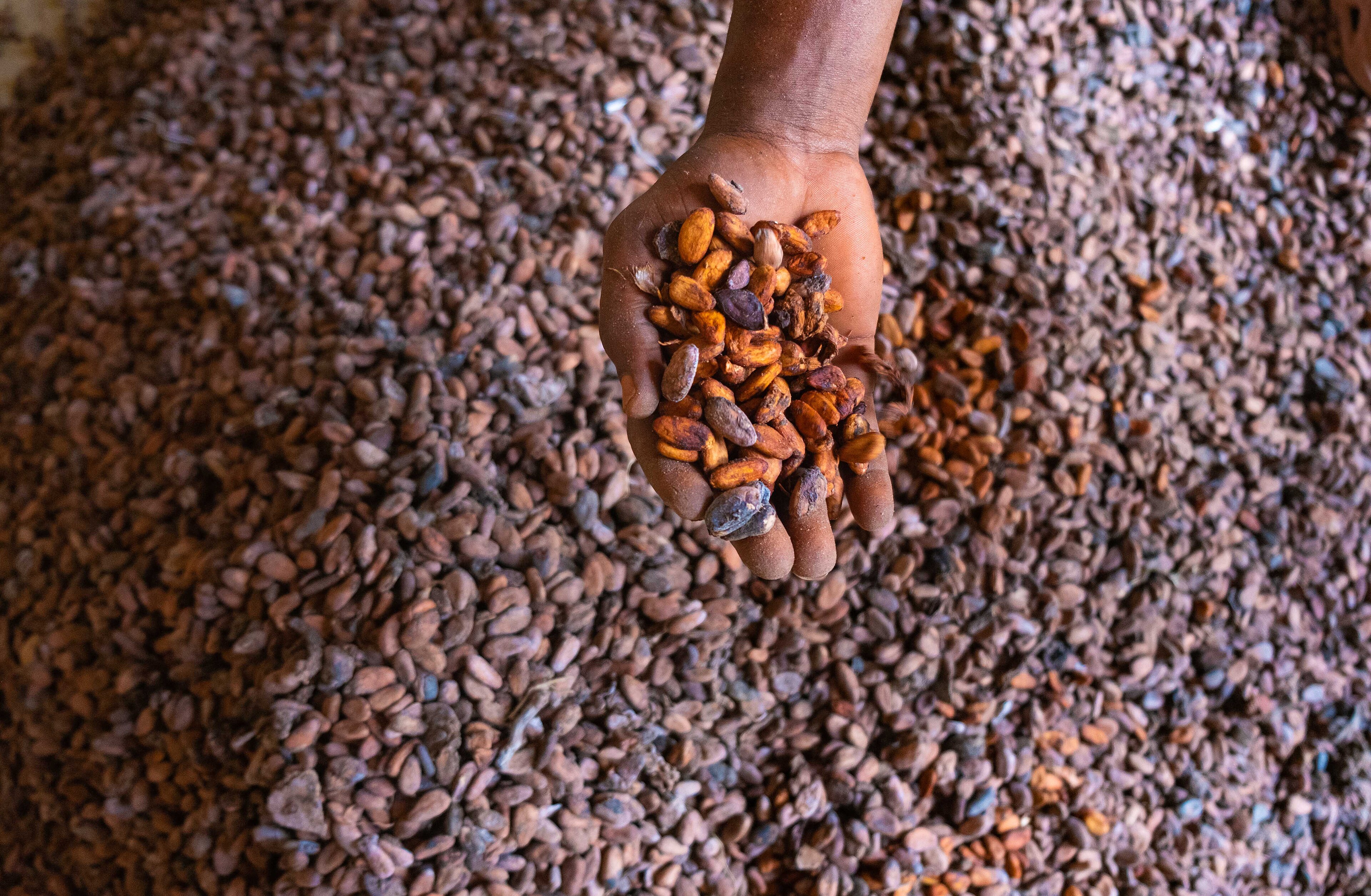 West Africa's Cocoa Bloc Targets Raw Exports