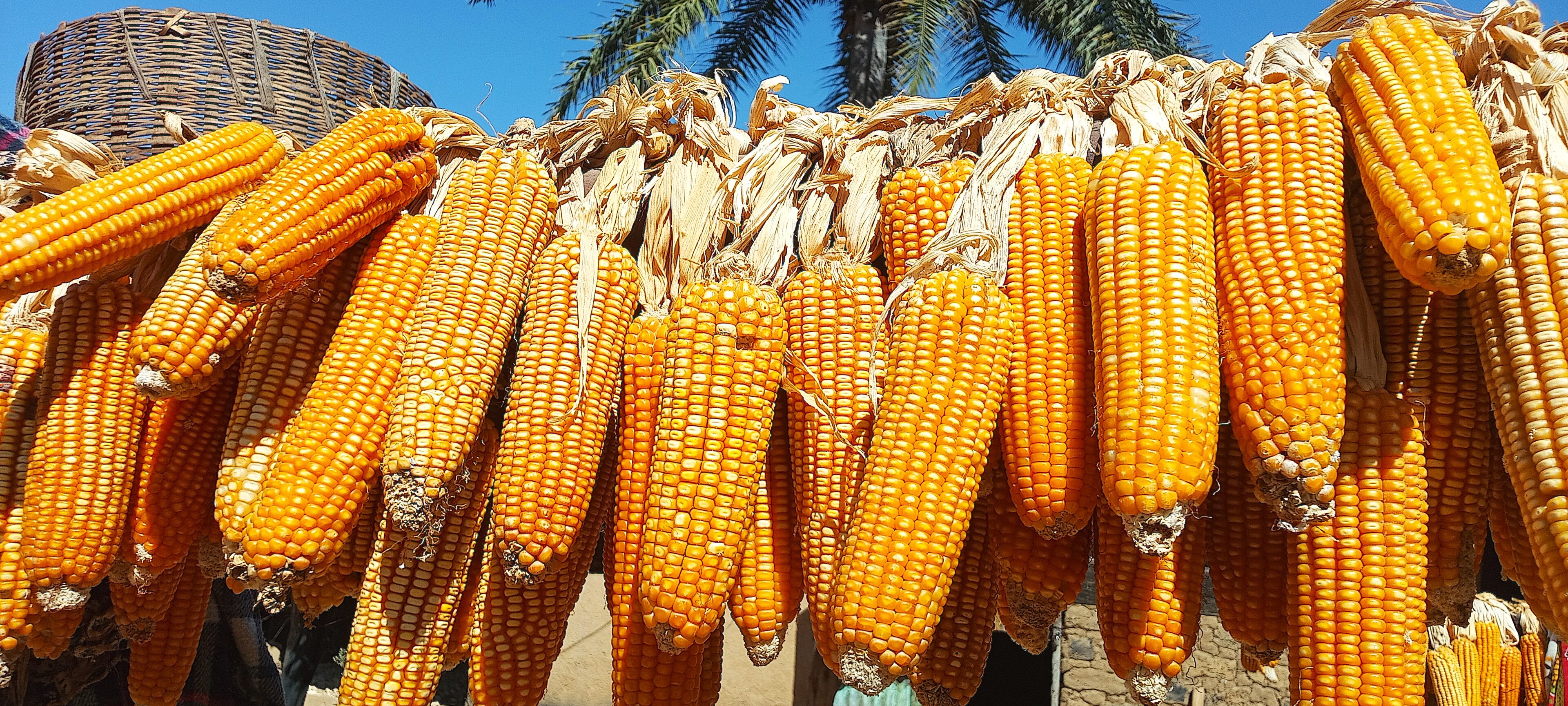Nigeria to Import More Maize as Farms Falter