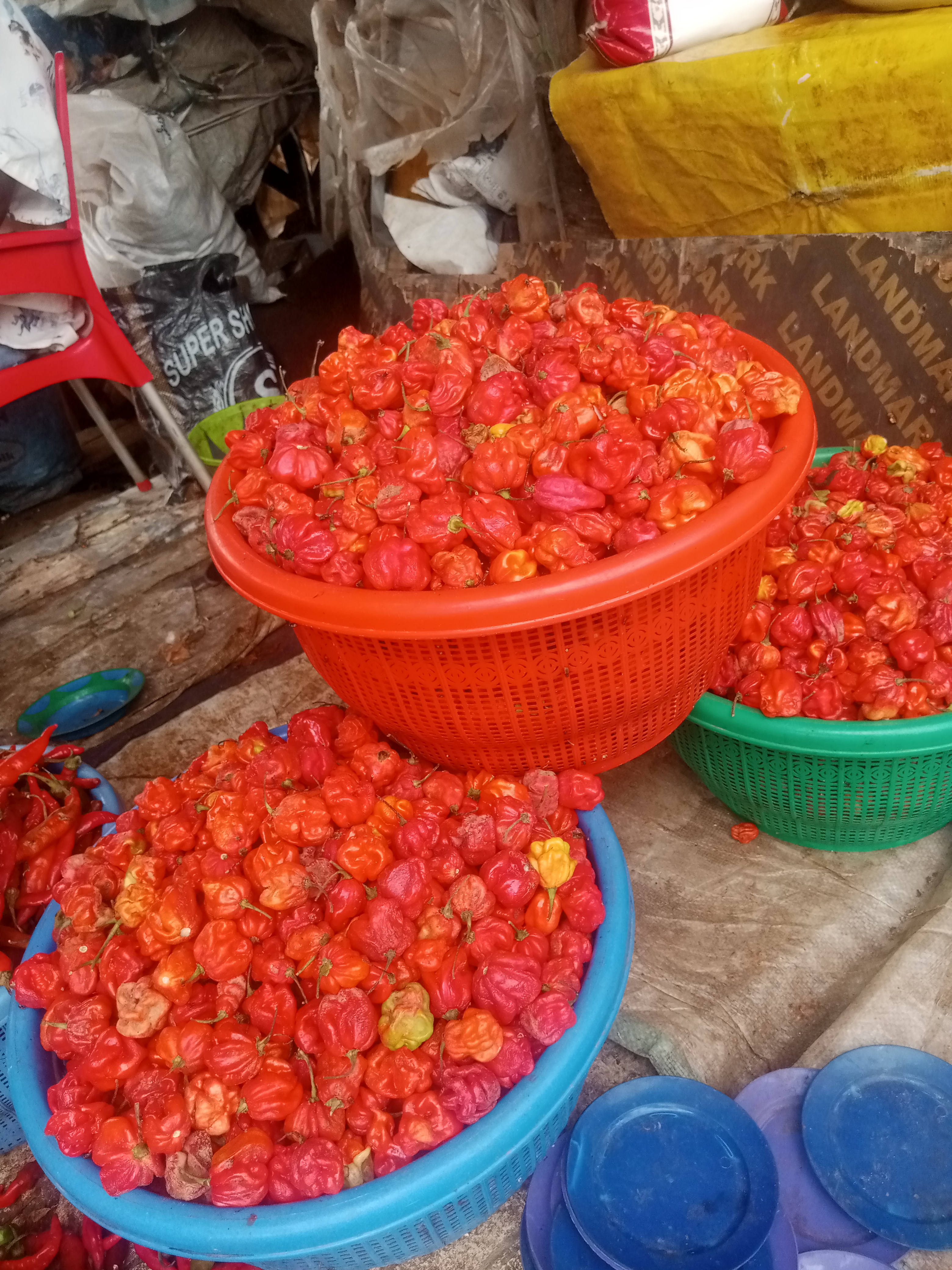 Rodo Pepper Now 22.3% Below June Peak