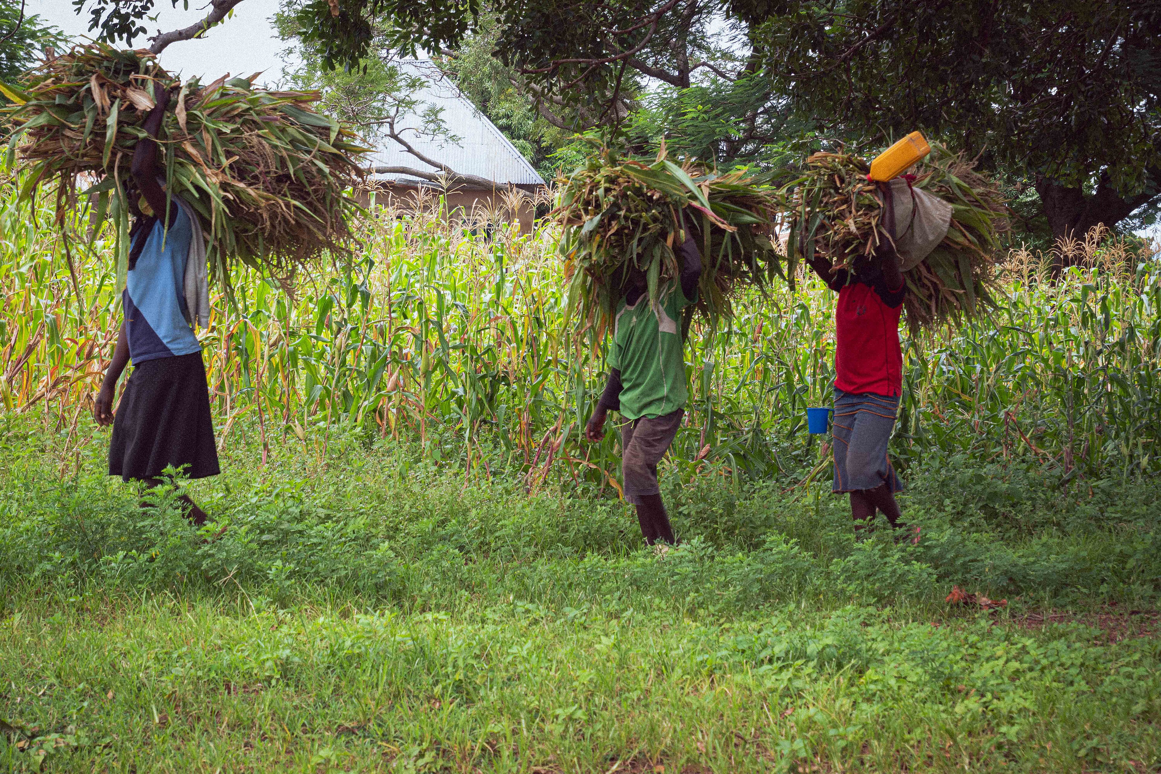 A Price Floor for Two Million Farmers