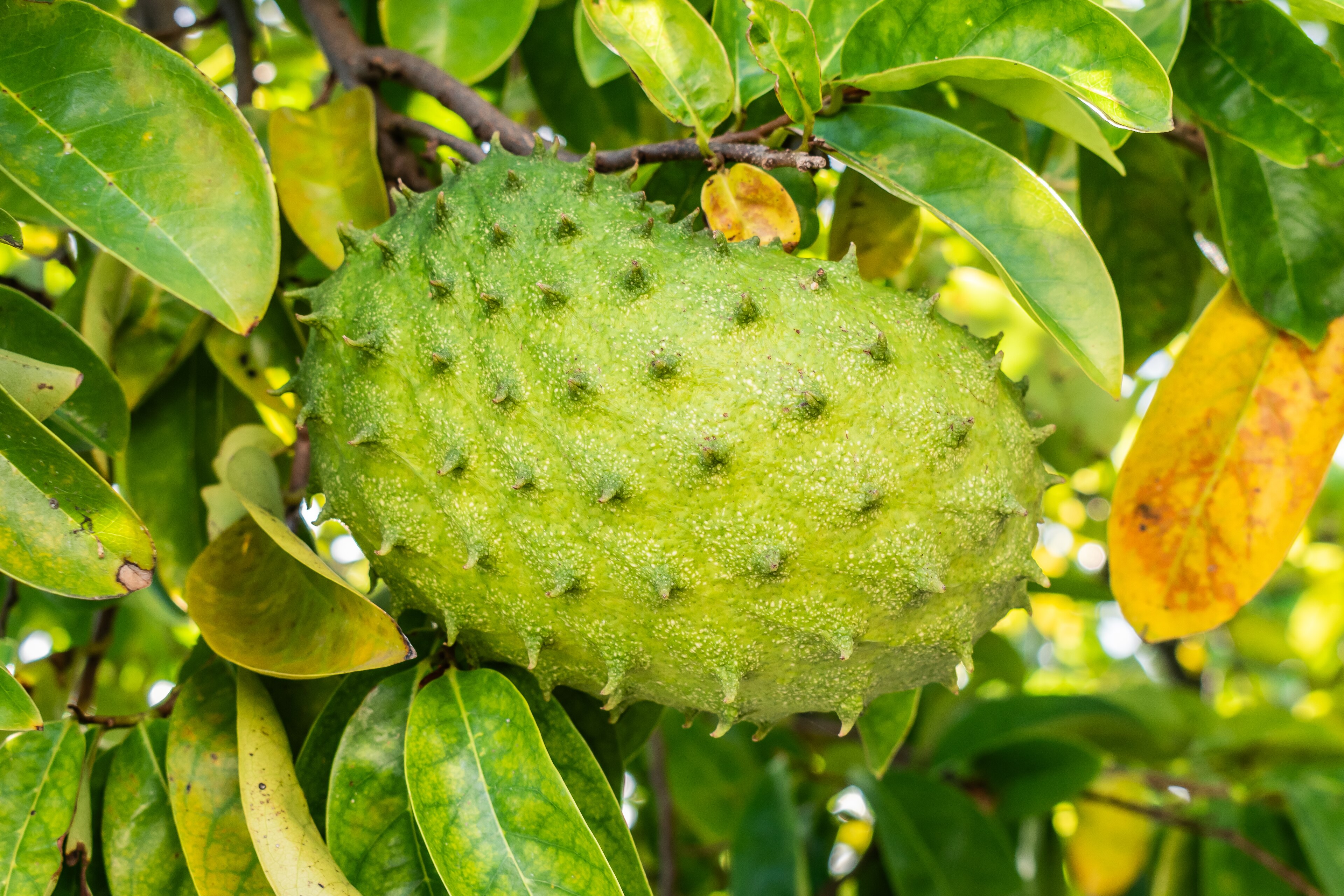 Soursop's Big Demand, Small Harvest