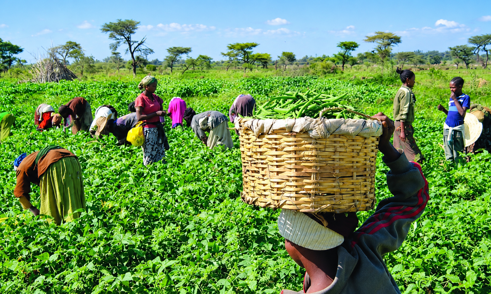 A $183m Push to Rebuild Northern Value Chains