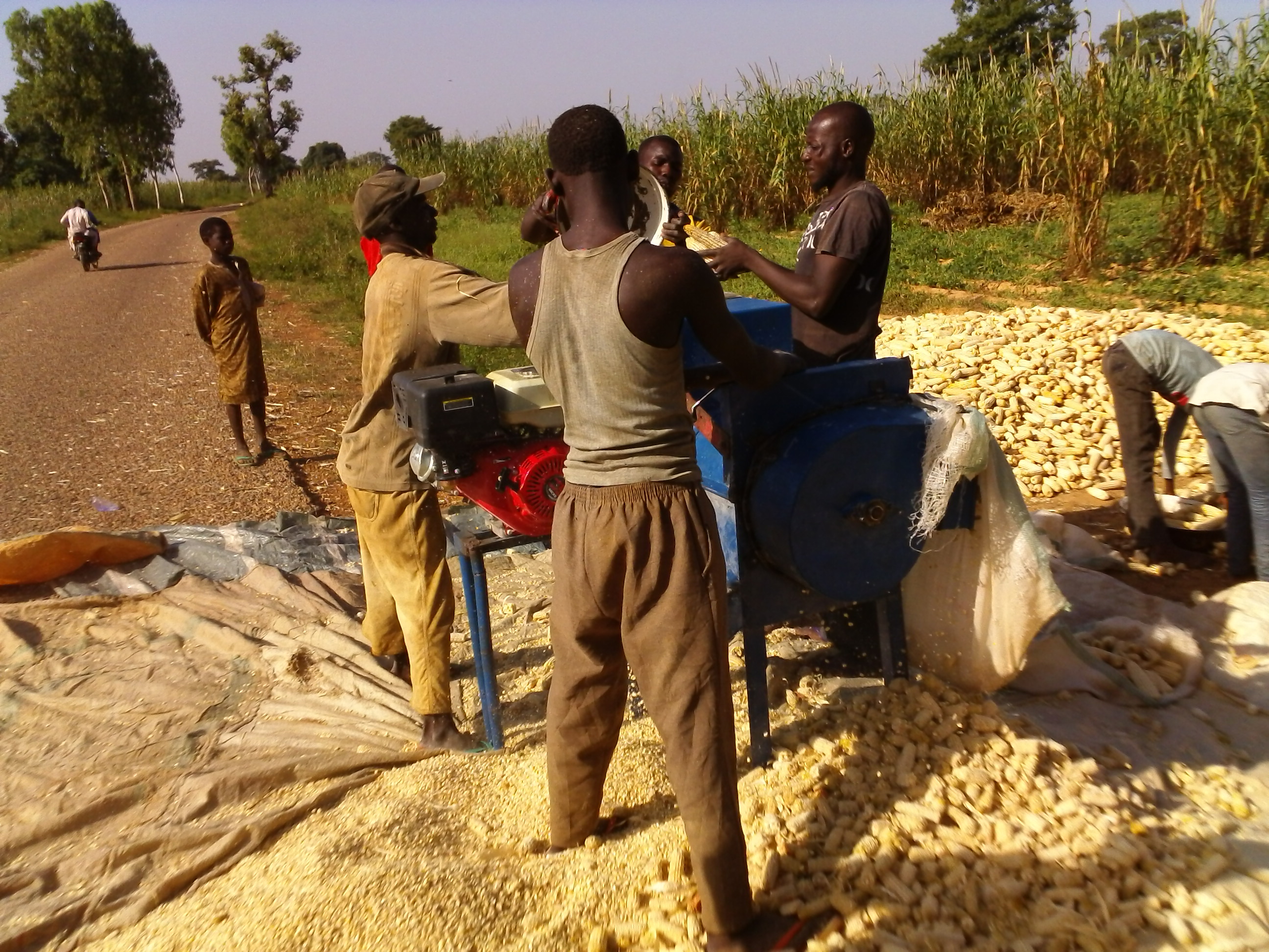 Edo Harvests Its Own 500-Hectare Maize