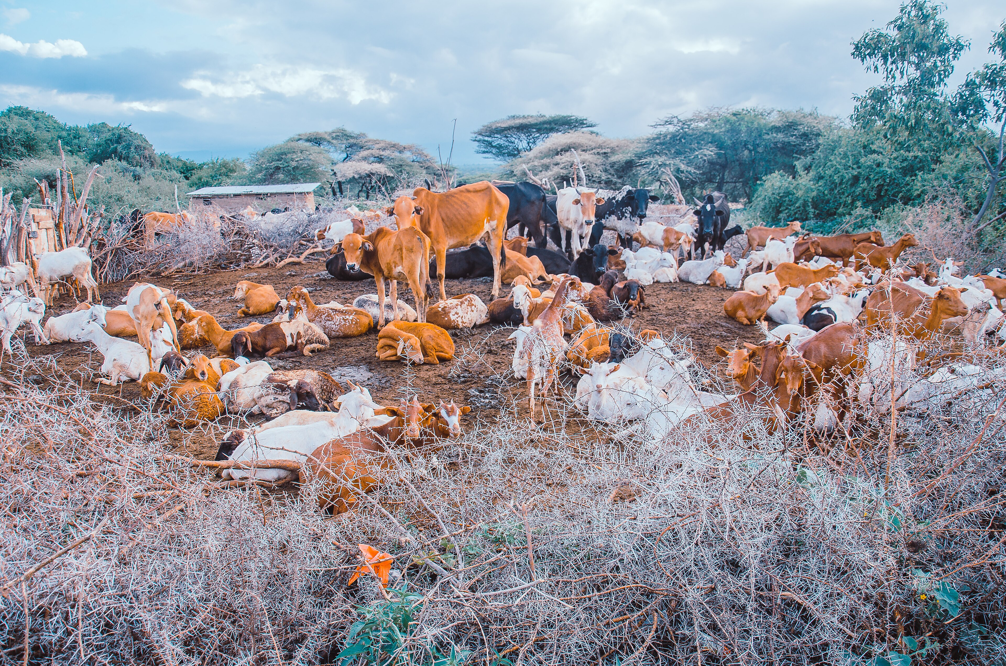 Nigeria's Livestock Drive Vaccinates 23 Million Animals