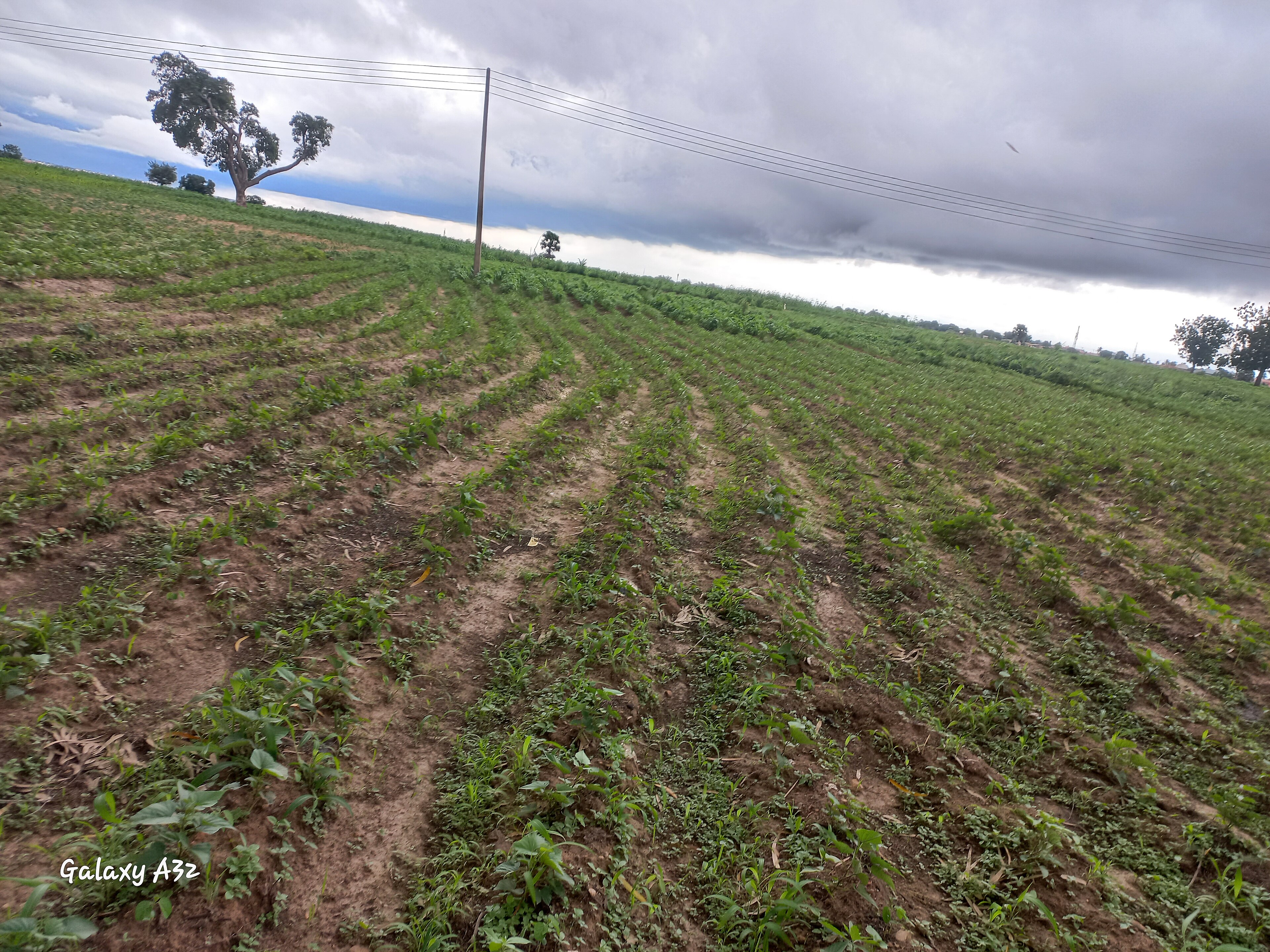 Nigeria Plants a Wall Against the Desert