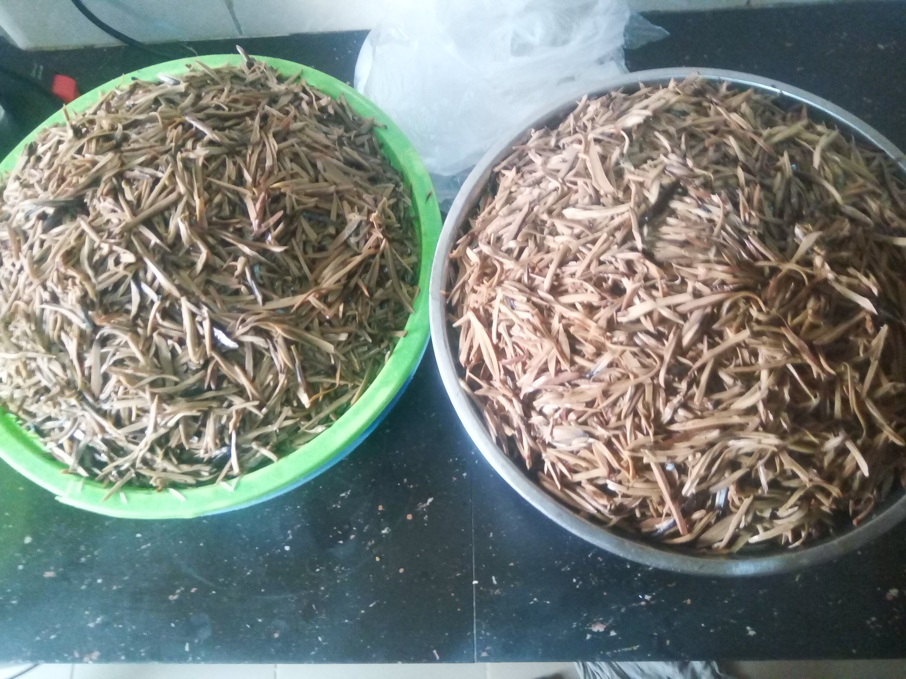 Ugba: Loved, Fermented, Unregulated