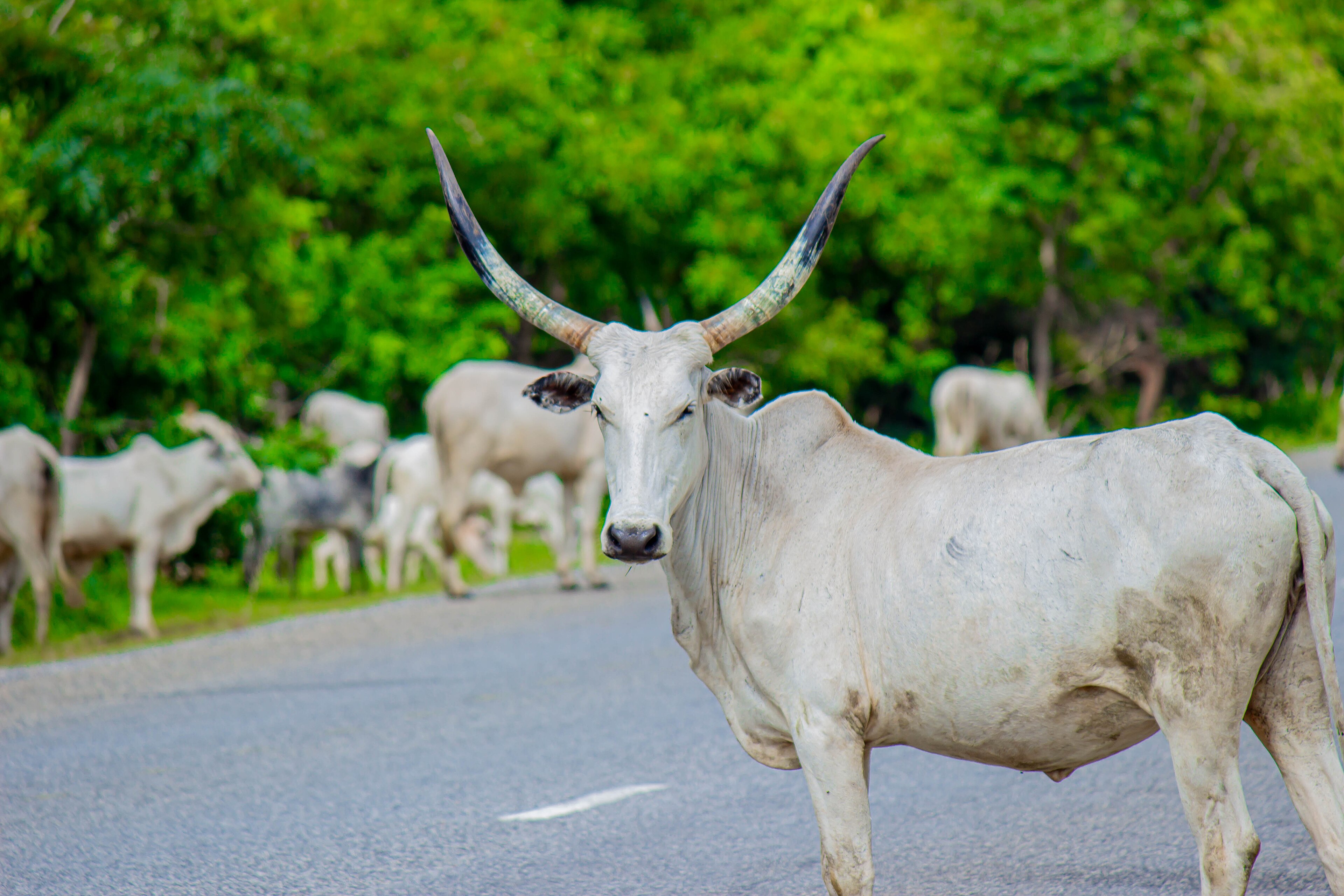 Nigeria Bets on Ranches to End Grazing Wars