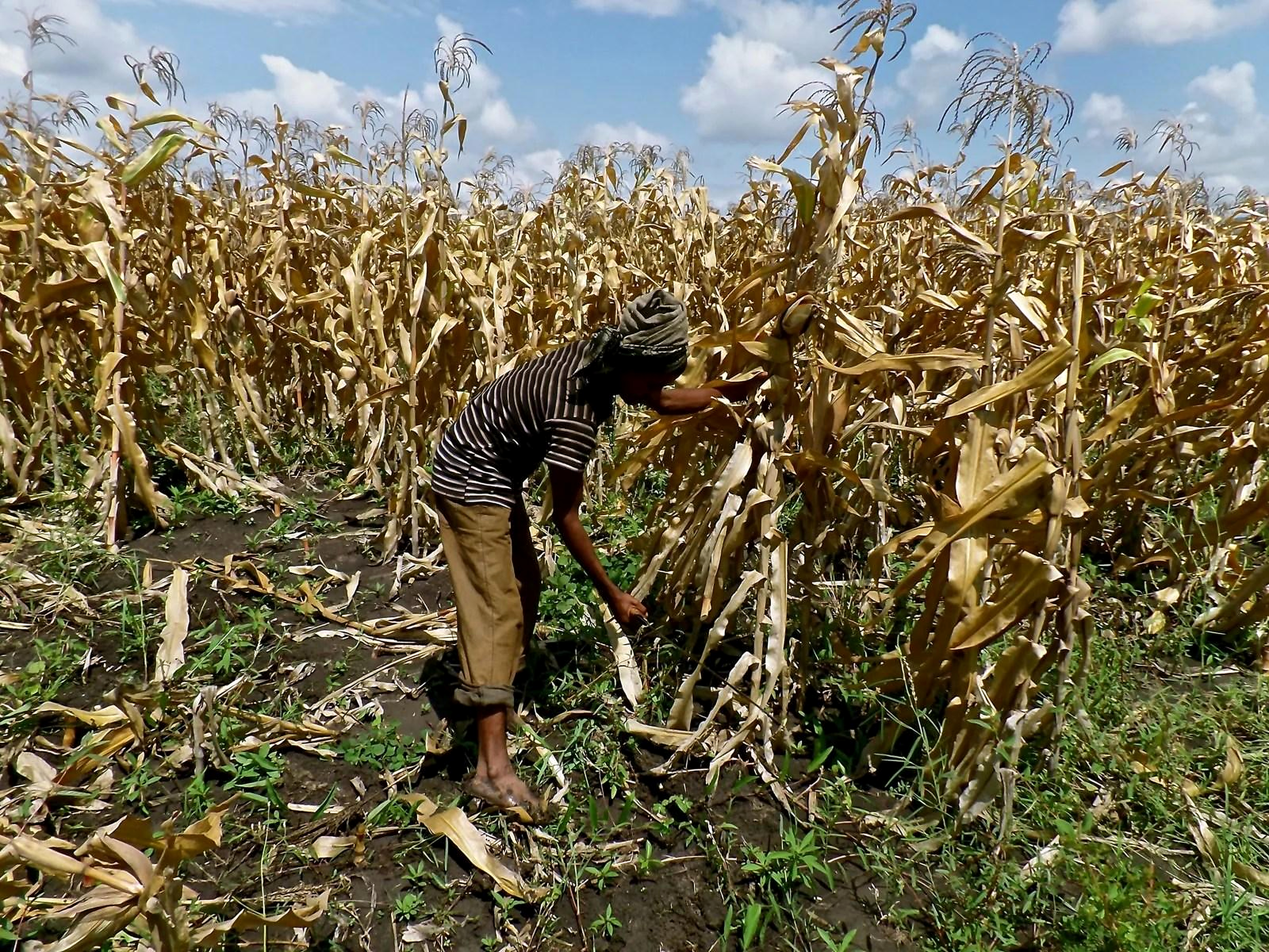 A Thinner Harvest Looms in the North