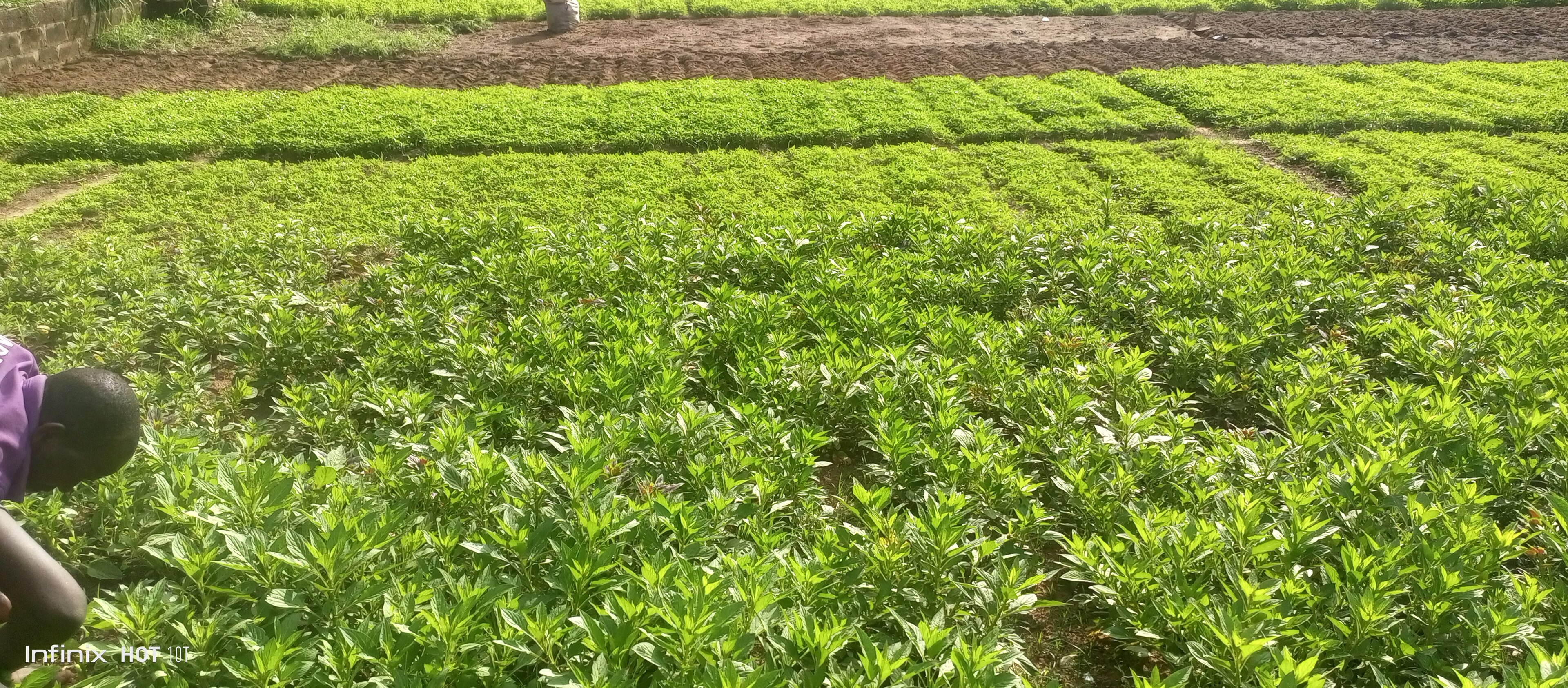 Lagos Vegetables Retreat From June Peak