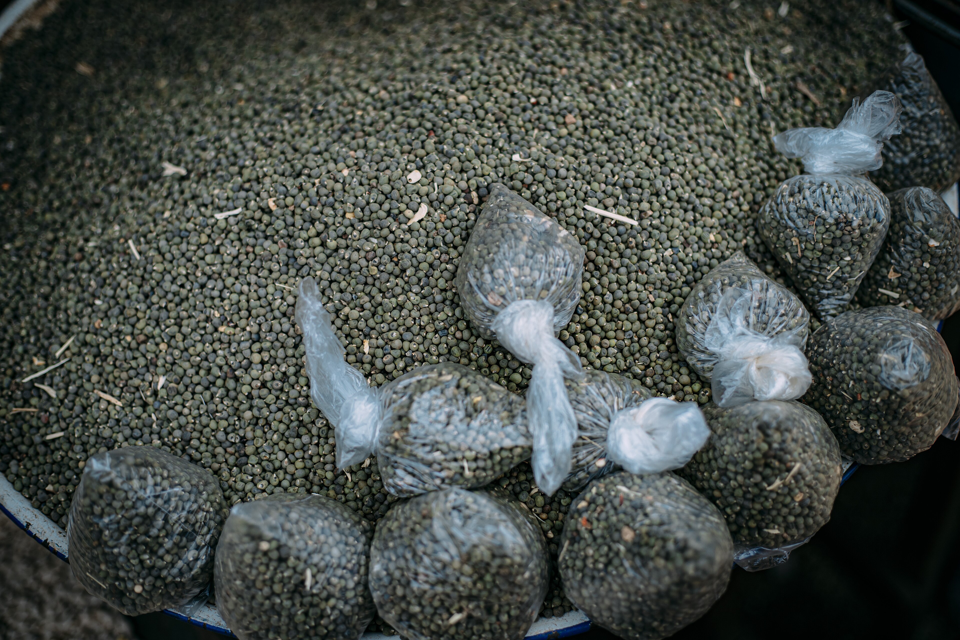 Seeds Rush to Jigawa After a Dry Spell