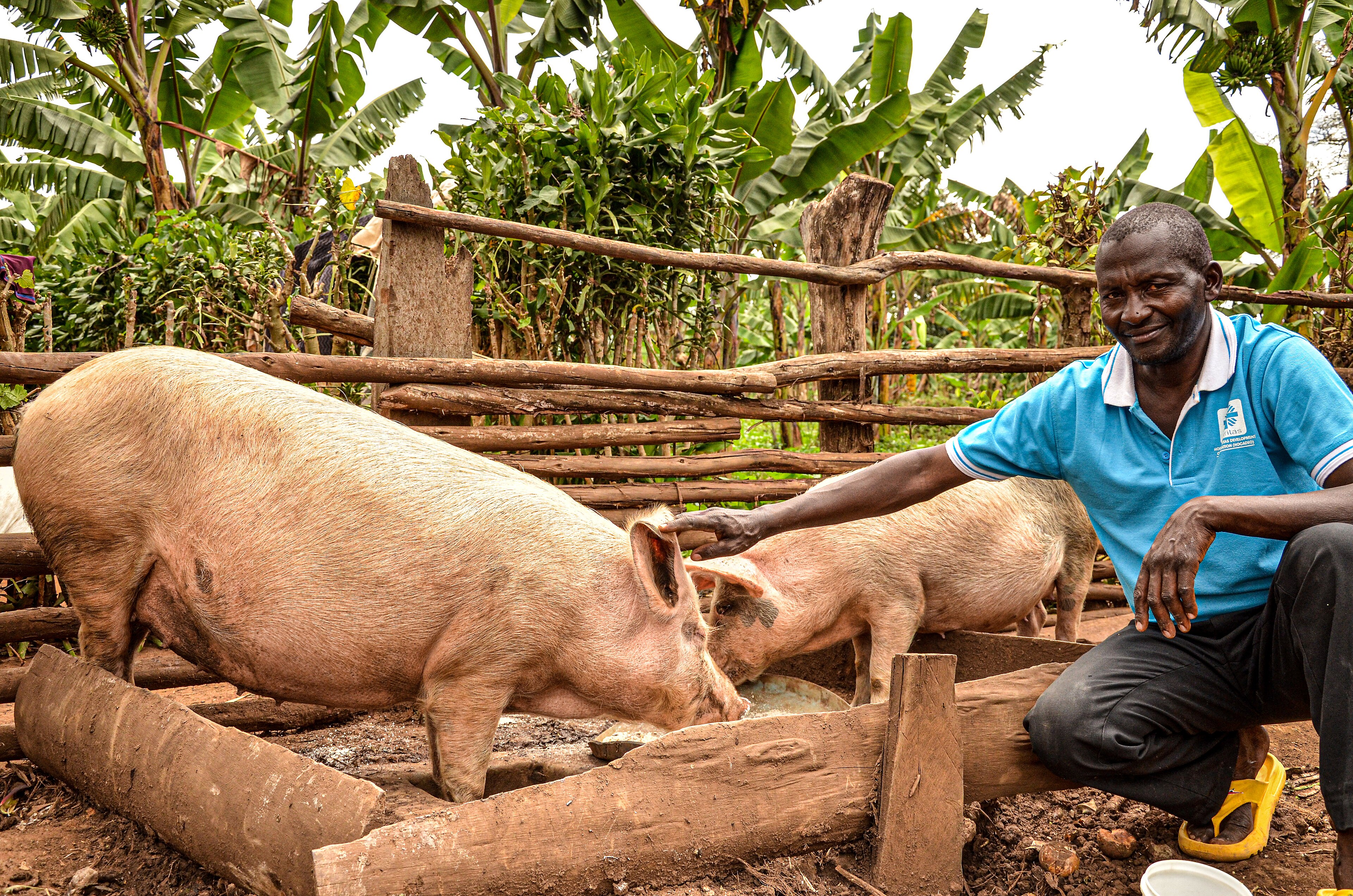 Africa's Pork Leader Battles Swine Fever