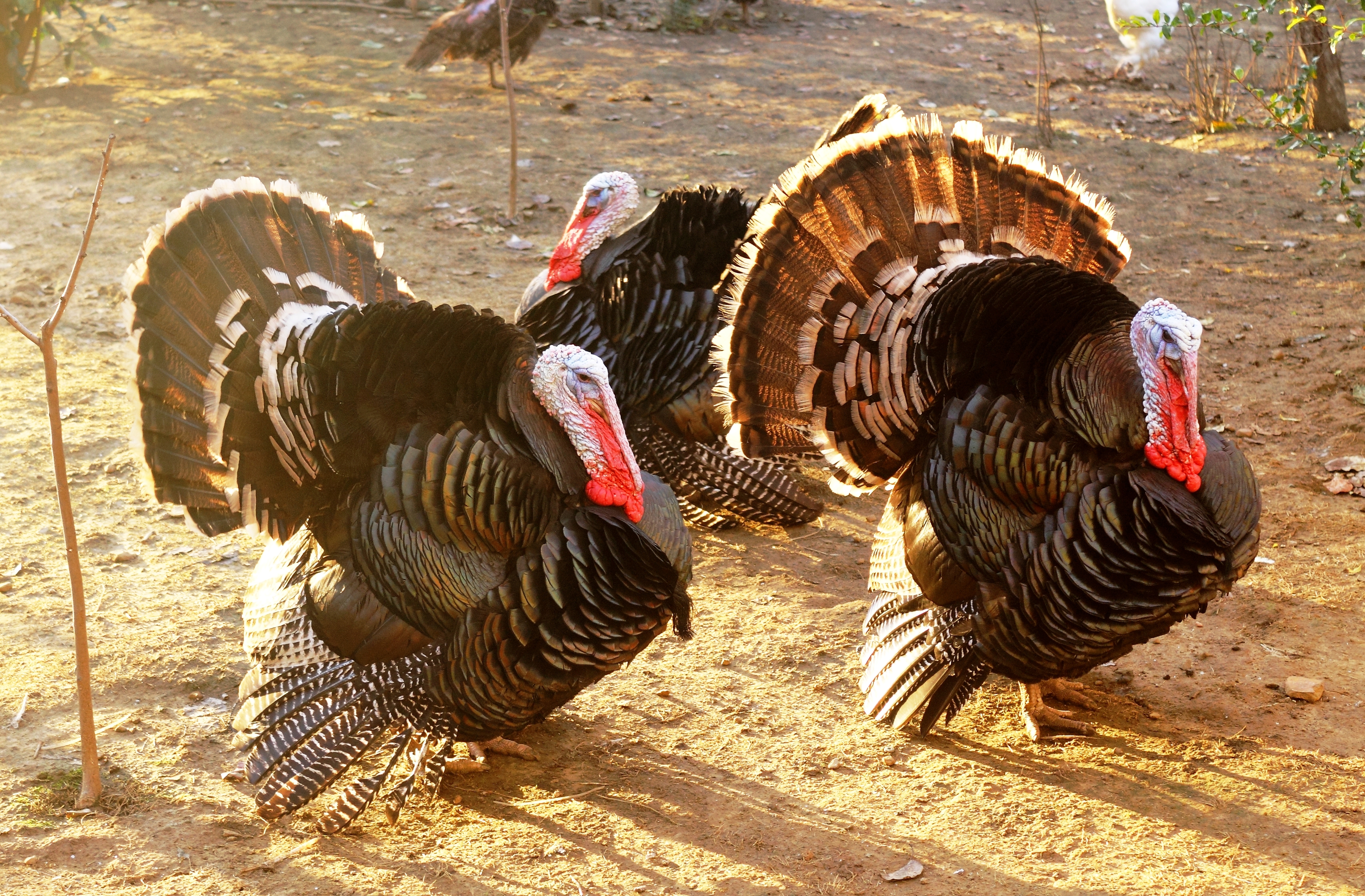 Nigeria Flies In Its Christmas Turkey