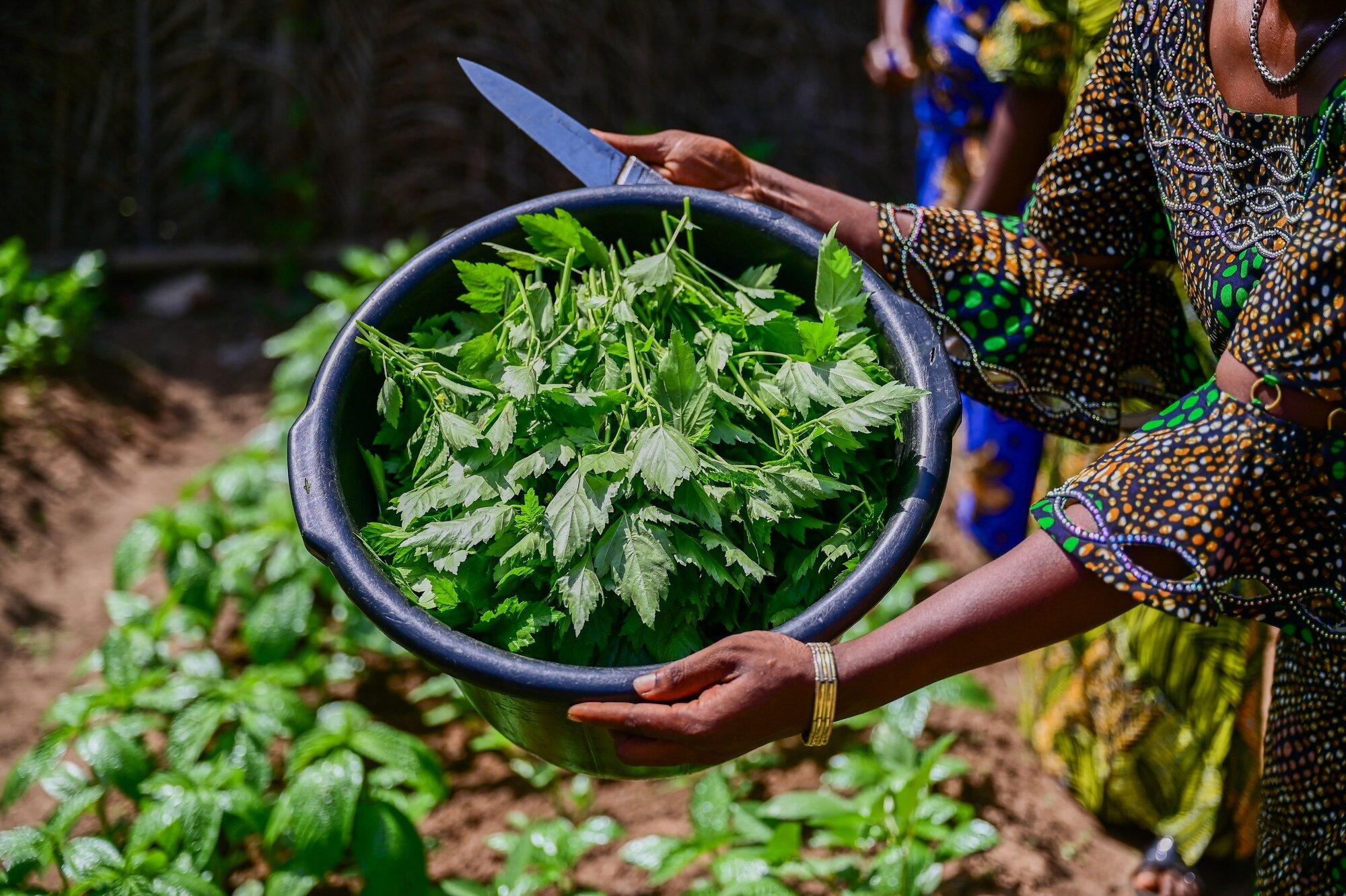 Ewedu Grows Into a Cash Crop