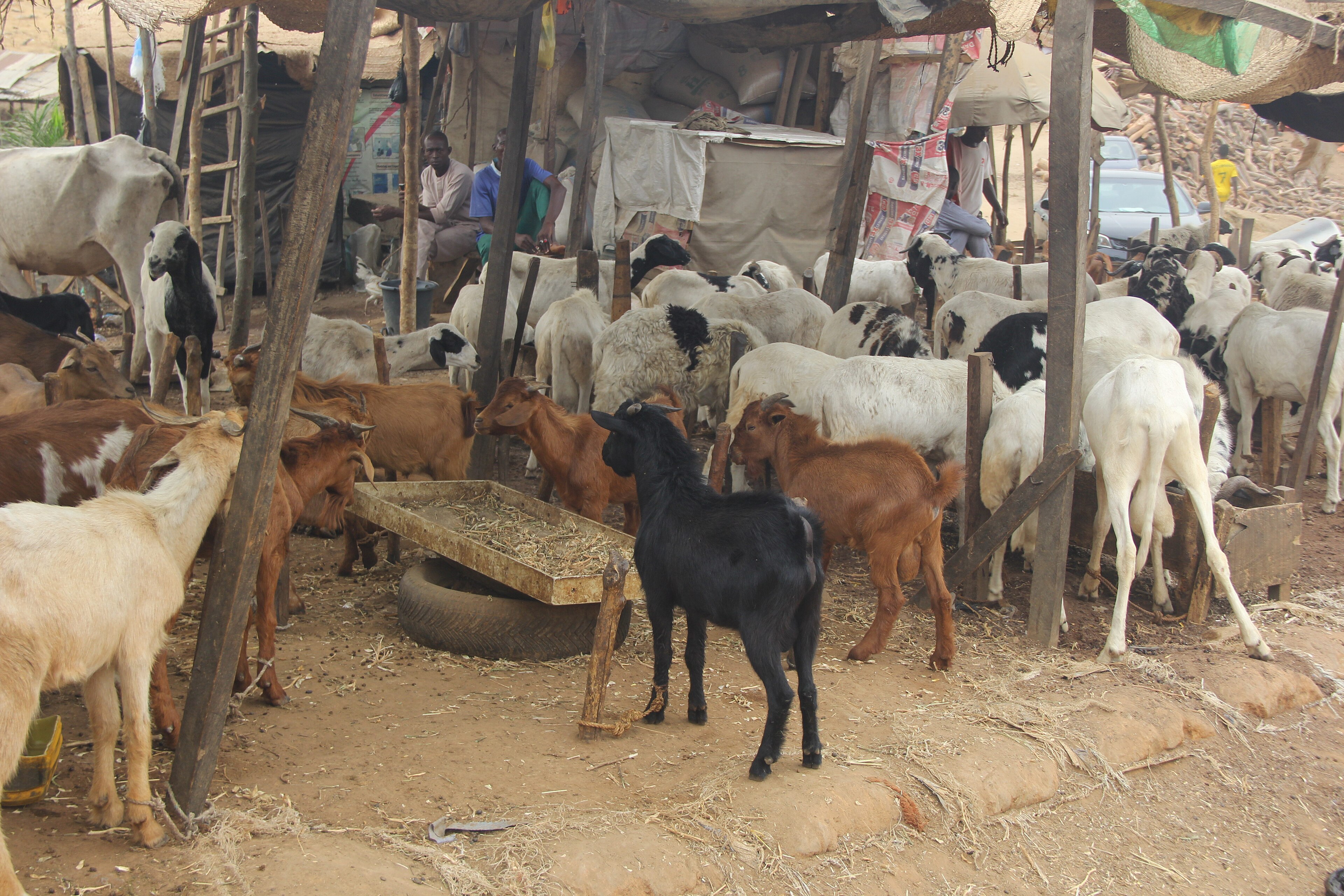 Nigeria Owns the Goats, Imports the Meat