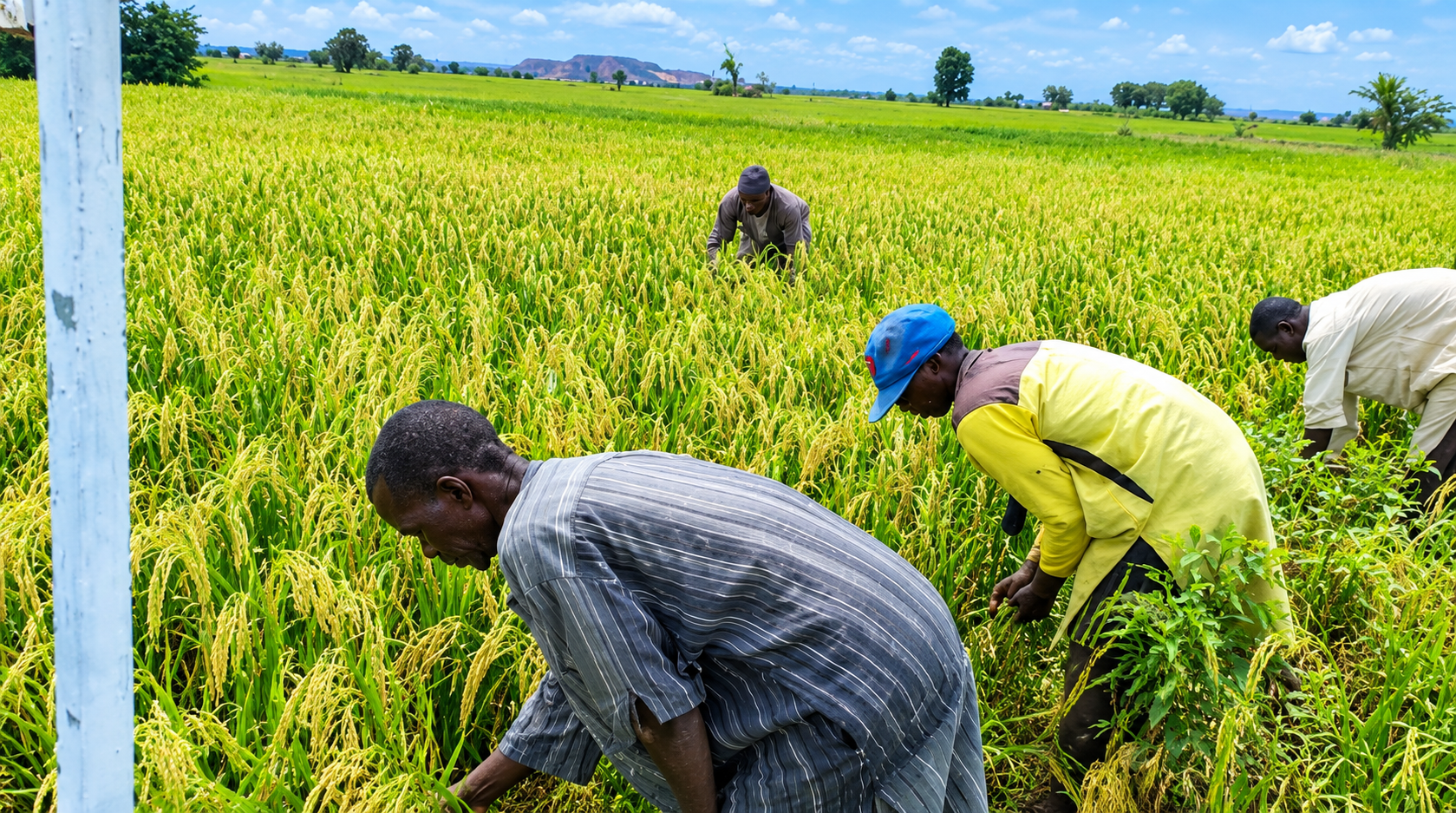 A Rice Pact Targets a $6bn Bill