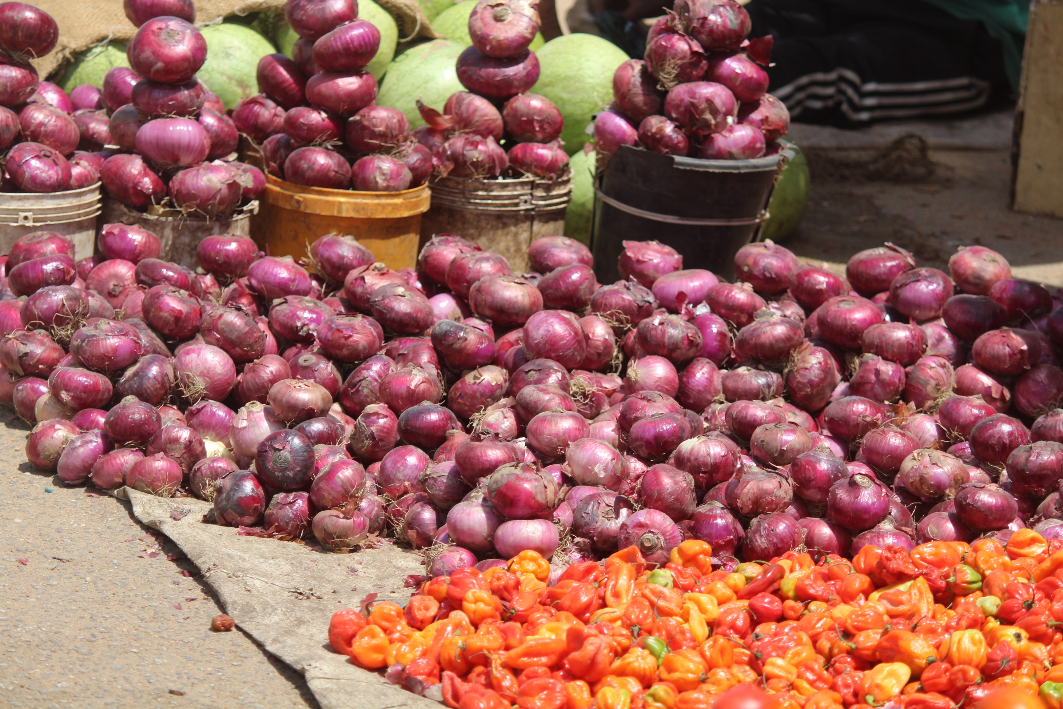 Onions Unmoved Through Twelve Weeks of Tracking