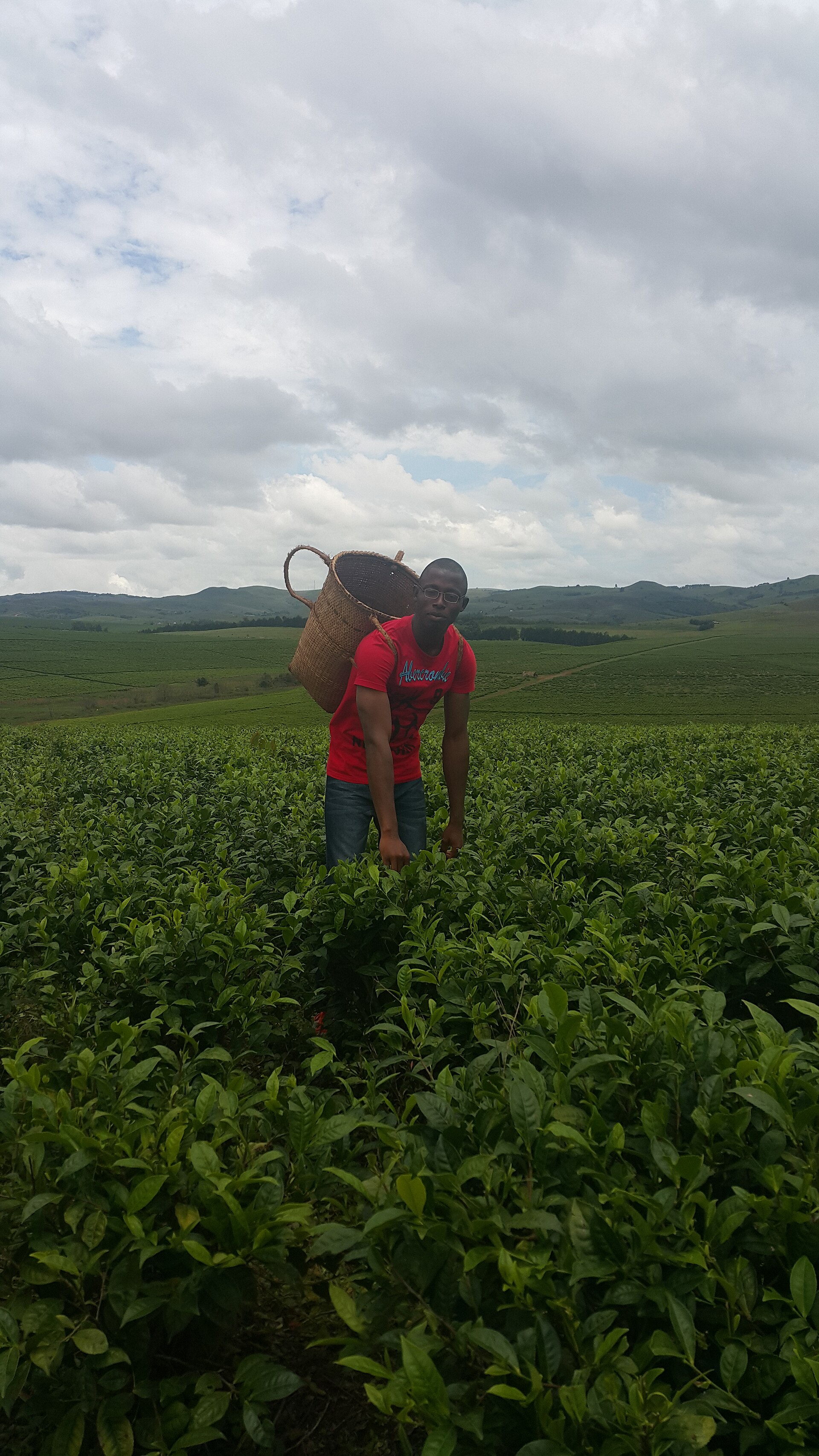 Nigeria Grows Tea, Yet Drinks Imports