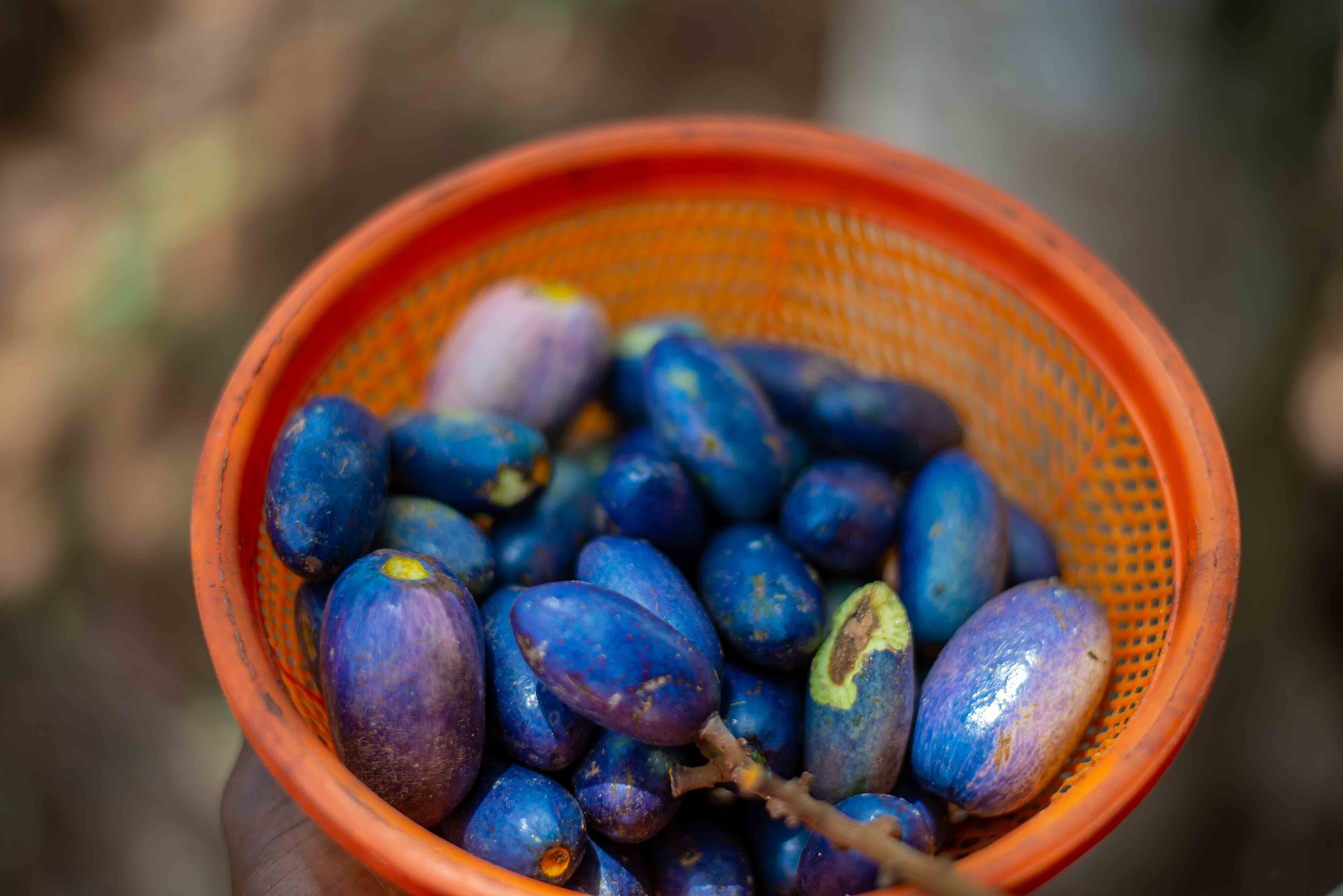 Nigeria's Buttery Pear Waits for Buyers