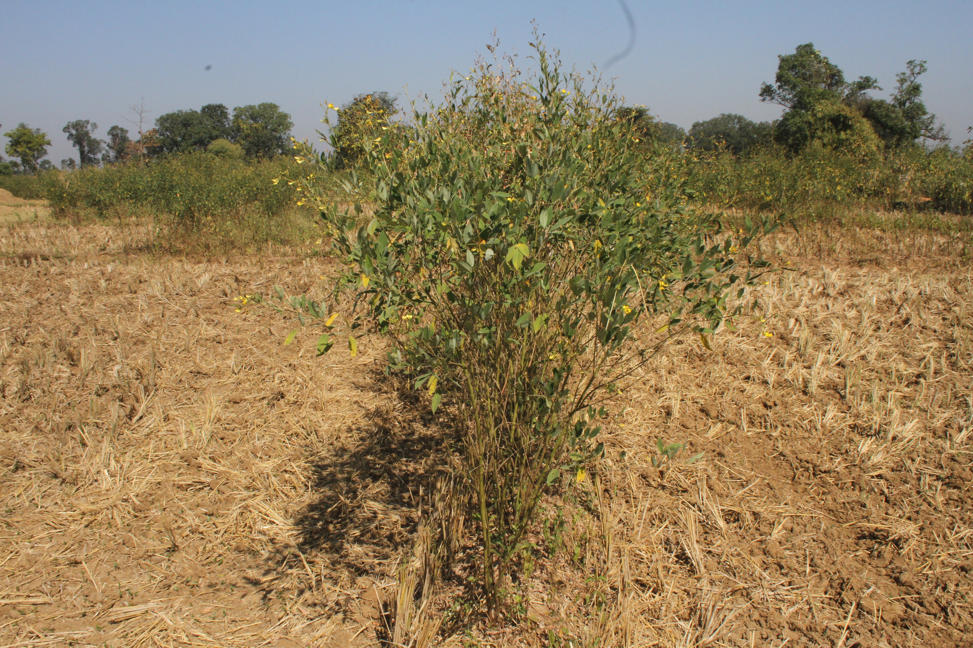 Nigeria's Fio-Fio Finds Favour in India