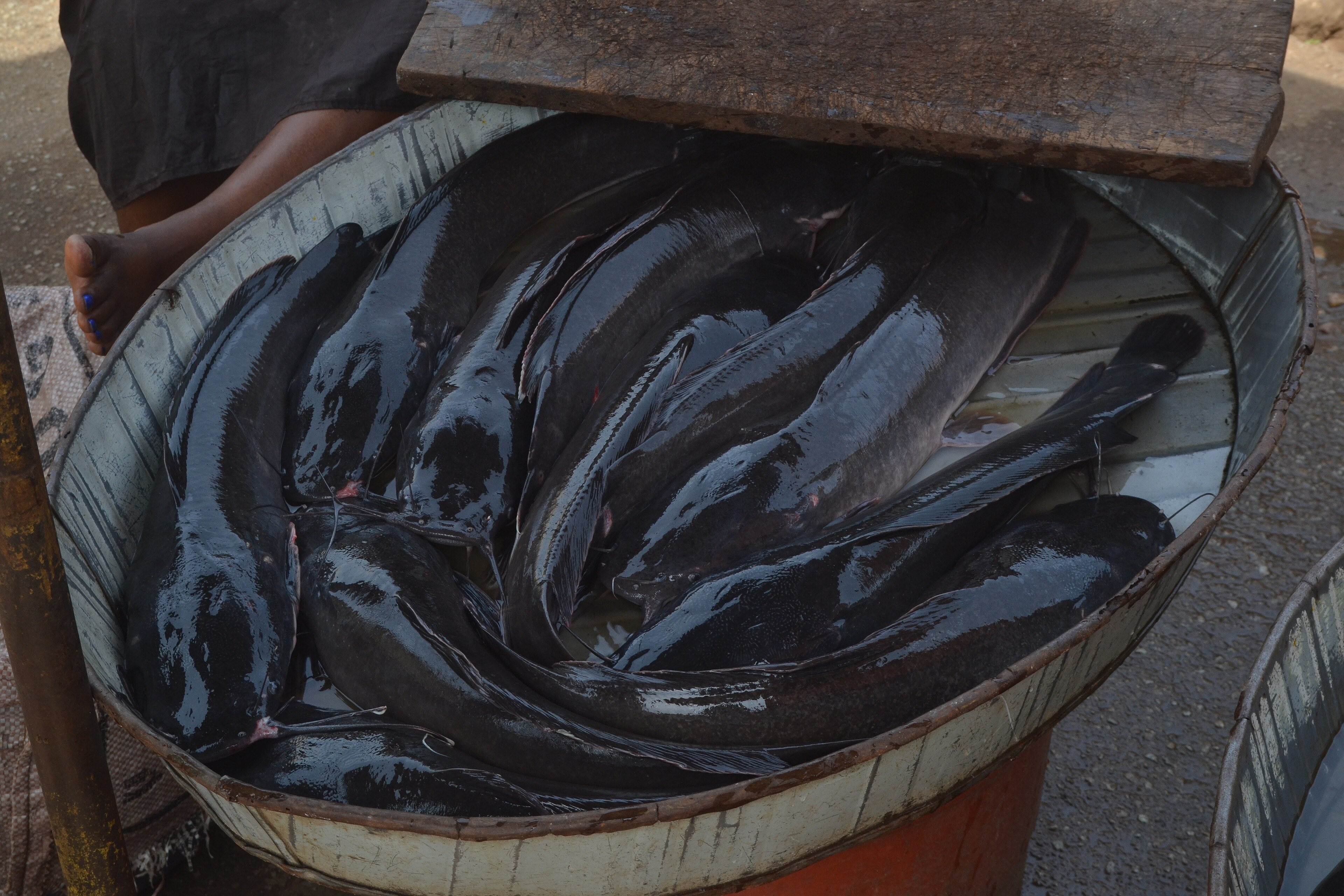Six Clusters to Grow Nigeria's Catfish