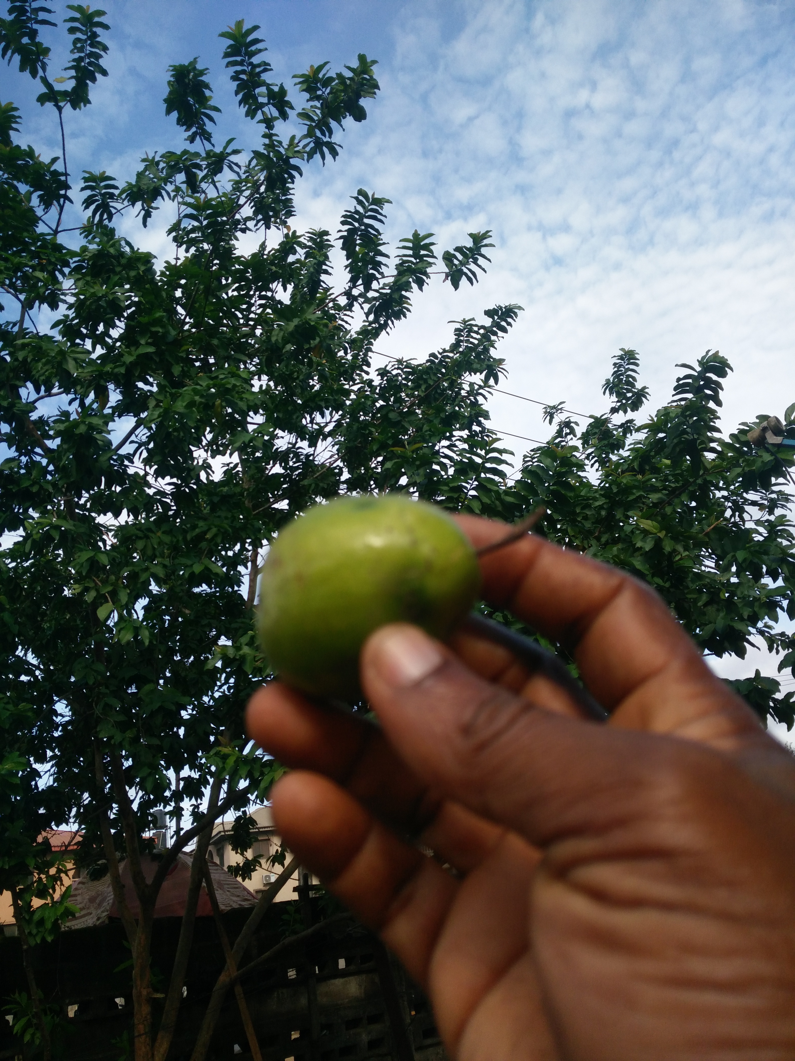 Nigeria's Guava Rarely Reaches a Bottle