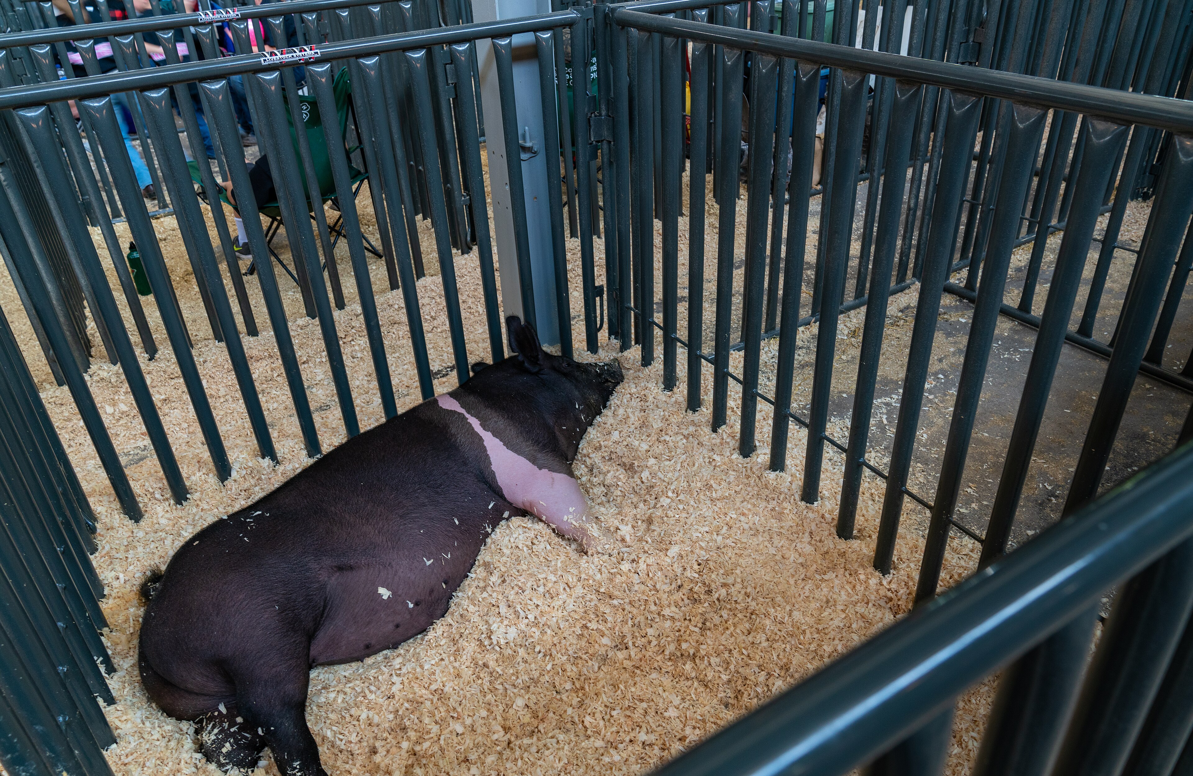 Swine Fever Empties Plateau's Pig Pens