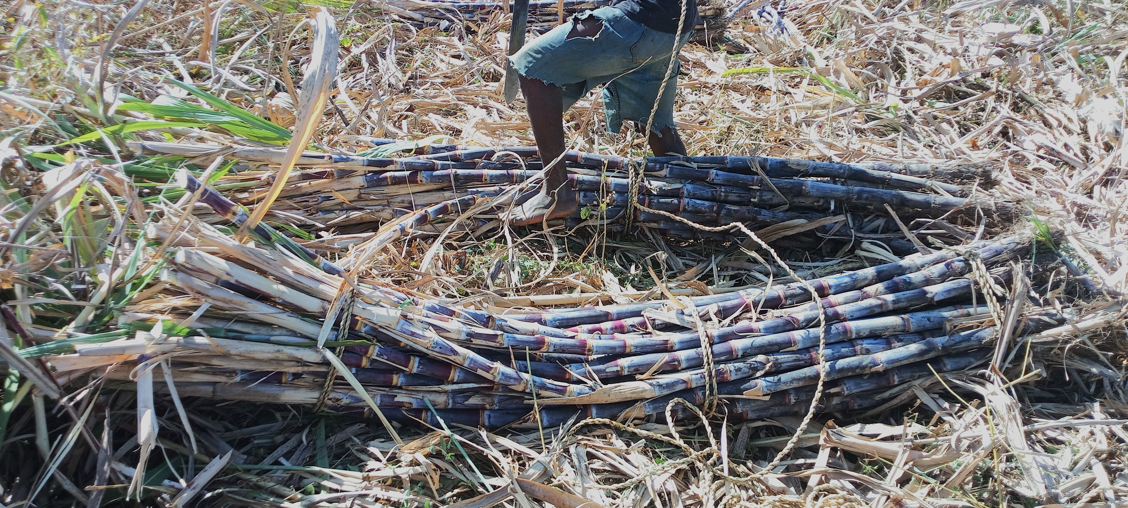 Nigeria Bets on Home-Grown Sugar