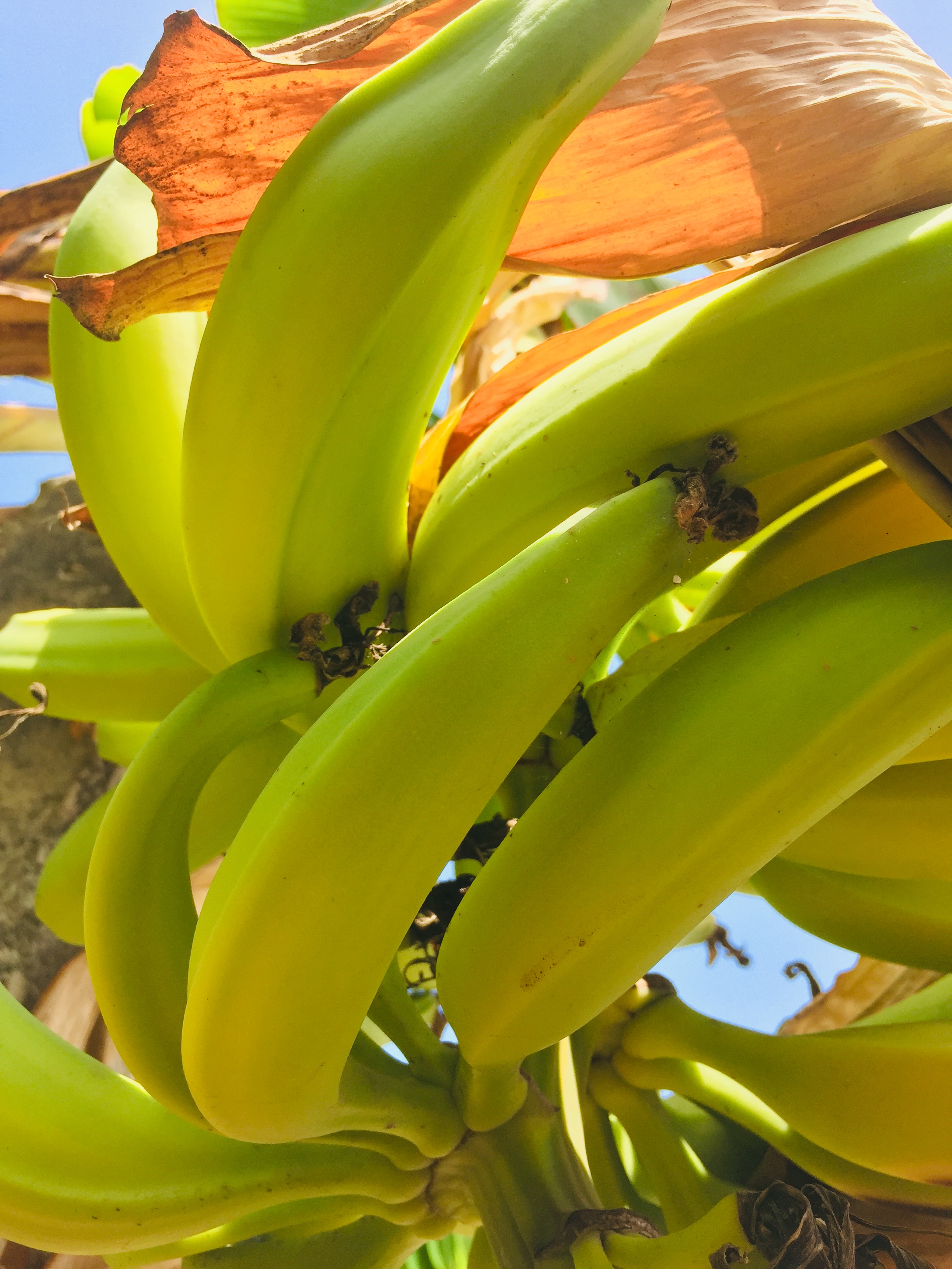 Nigeria Eyes Flour in Its Plantains