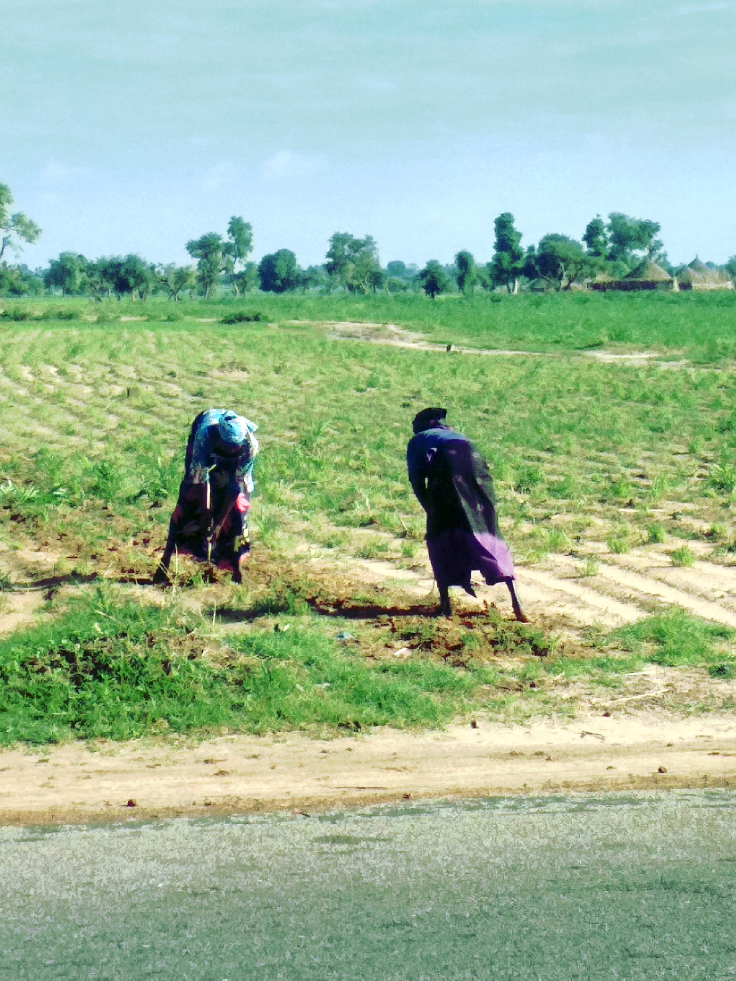 Farmers Shrink Their Fields as Inputs Bite