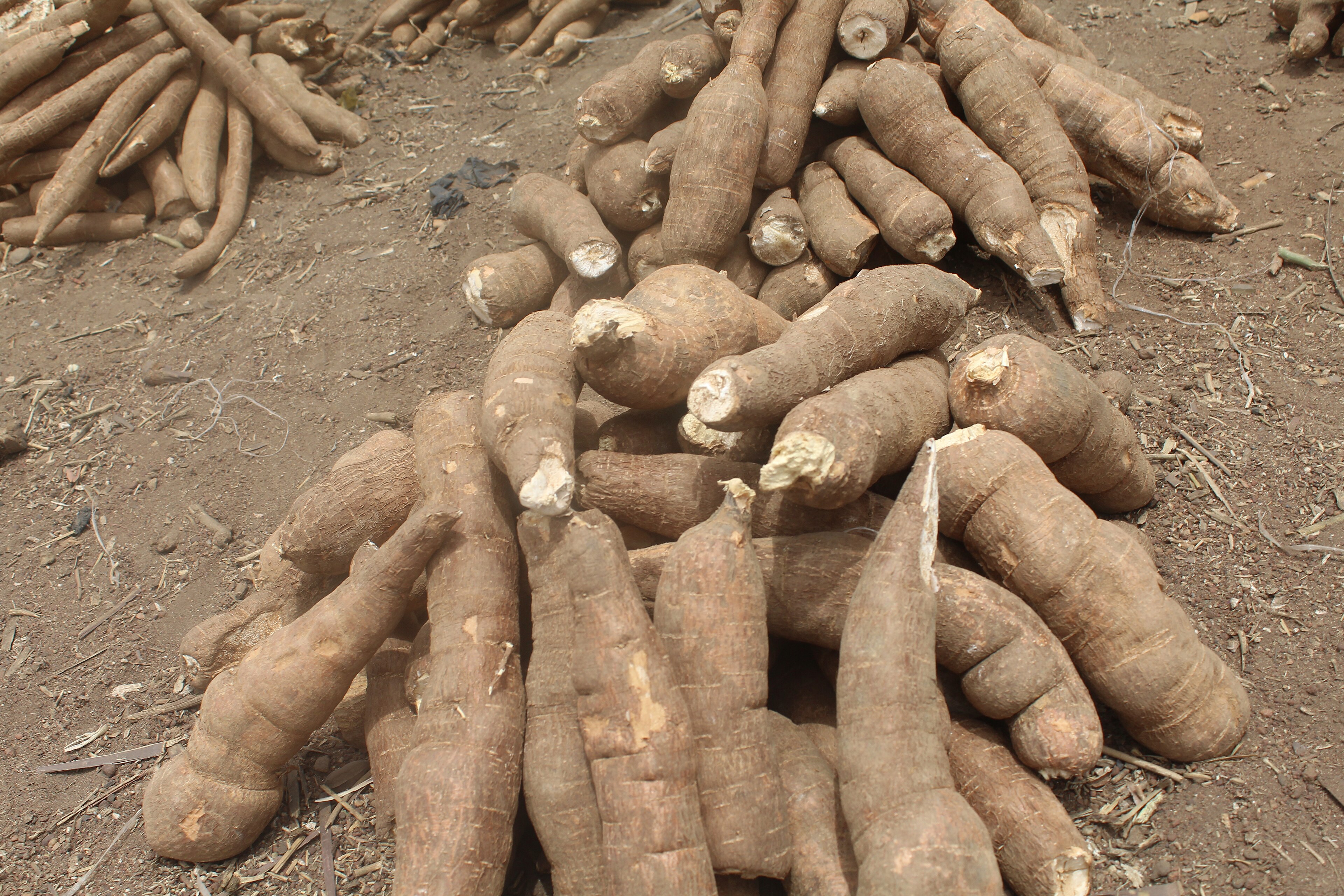 Cassava Angles for a Place in Bread
